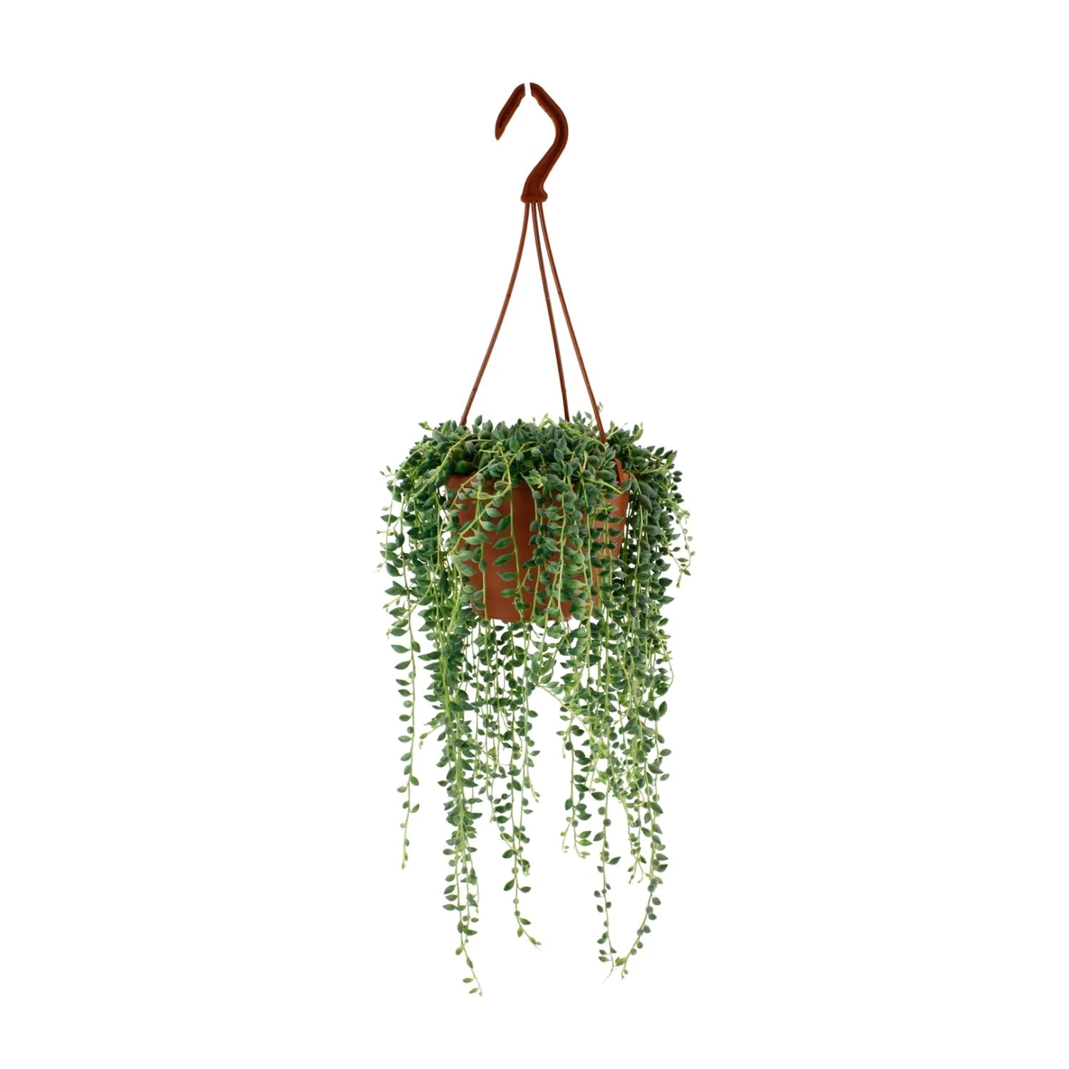 Senecio Herreianus, Schnurrbartpflanze