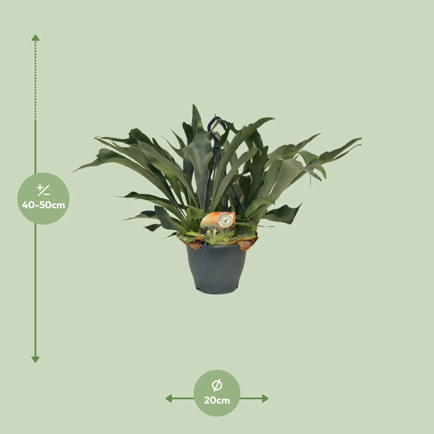 Hirschgeweihfarn in natürlicher Umgebung