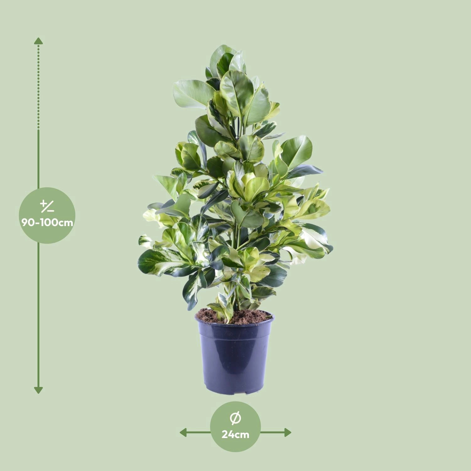 Clusia Rosea White Star – Zierpflanze mit weißen Blättern