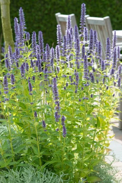 Nahaufnahme von Agastache 'Black Adder'