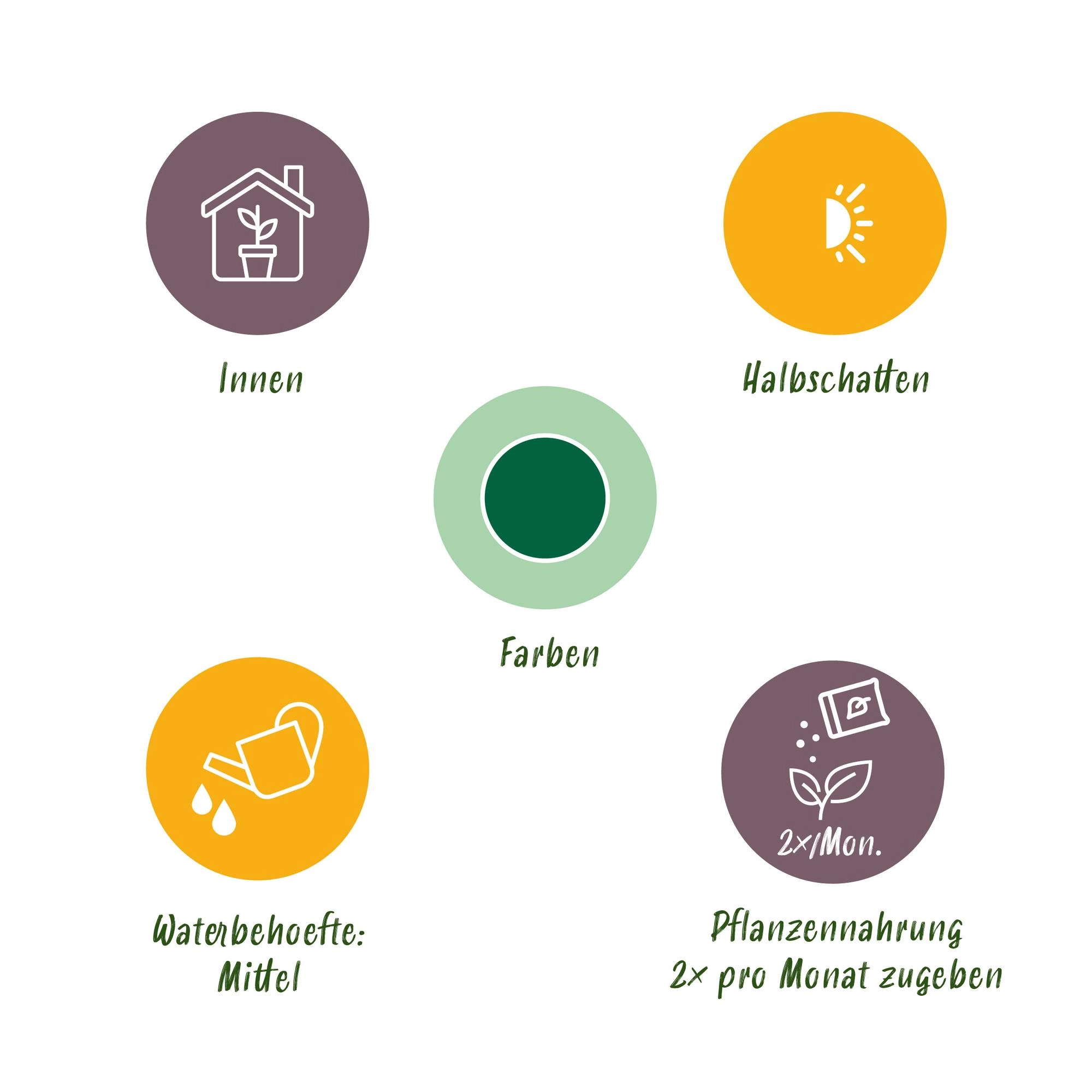 Dracaena Magenta im modernen Wohnraum