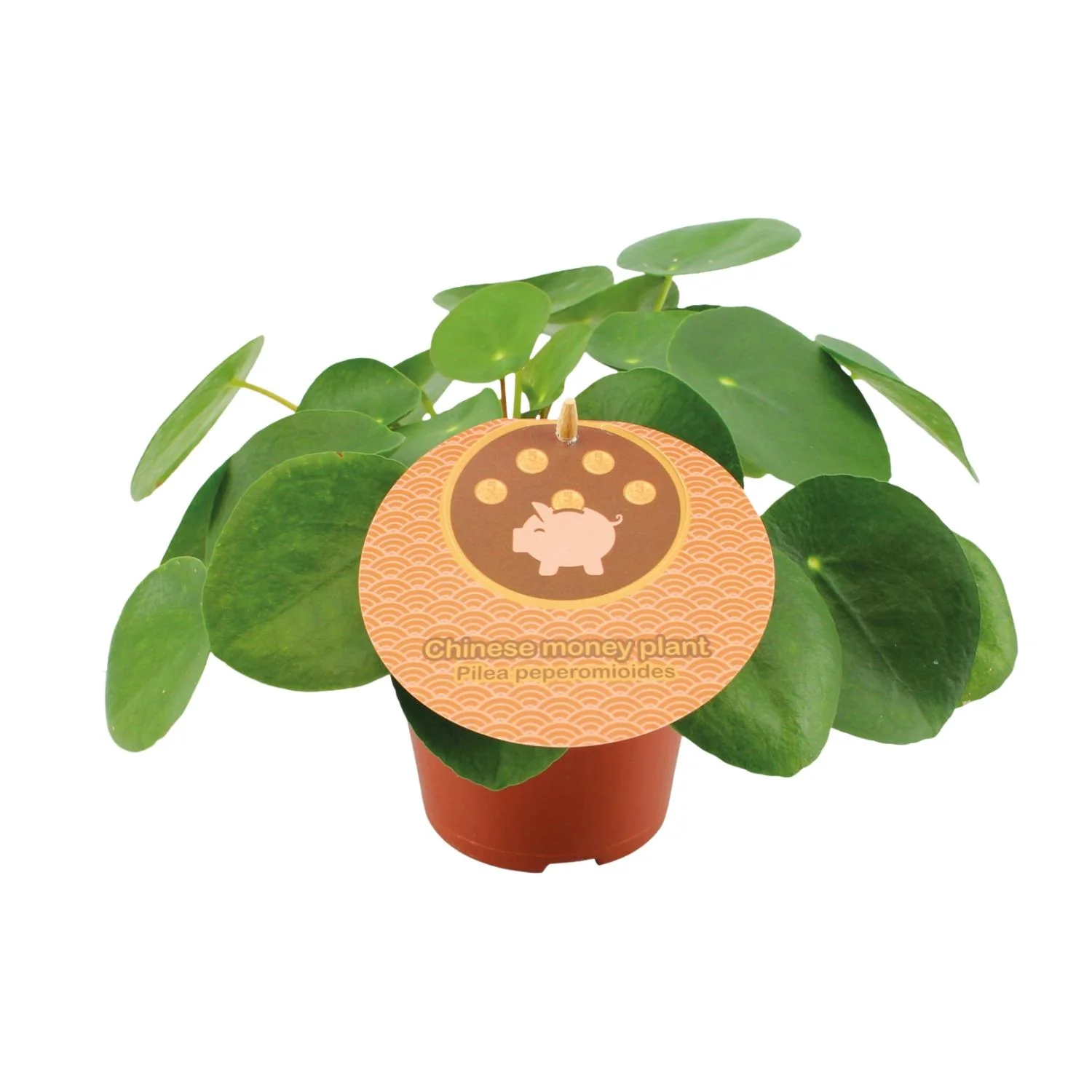 Pilea Peperomioides - Pflegeleichte Zimmerpflanze
