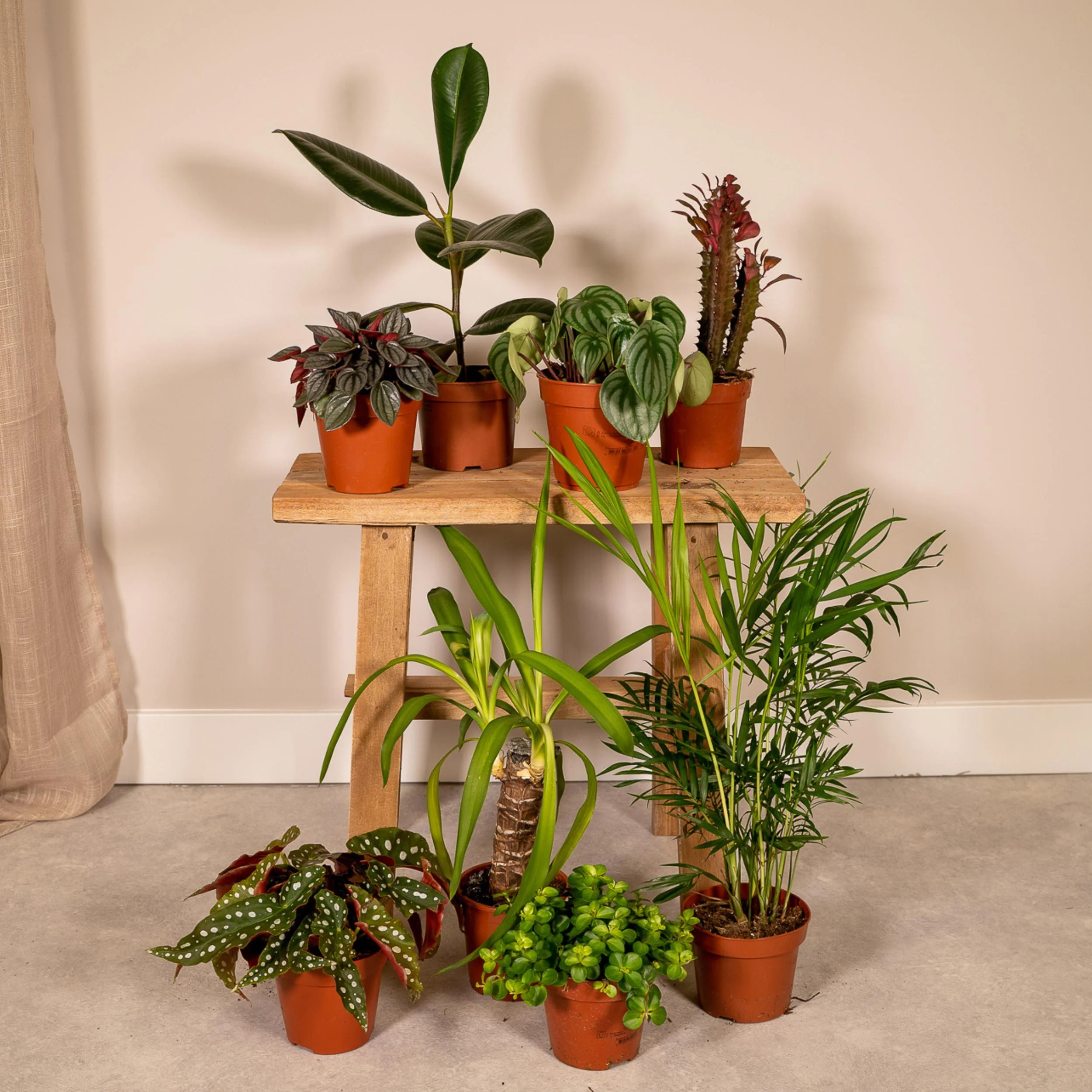 Schöne Pflanzen in der Buitenbeentjesbox