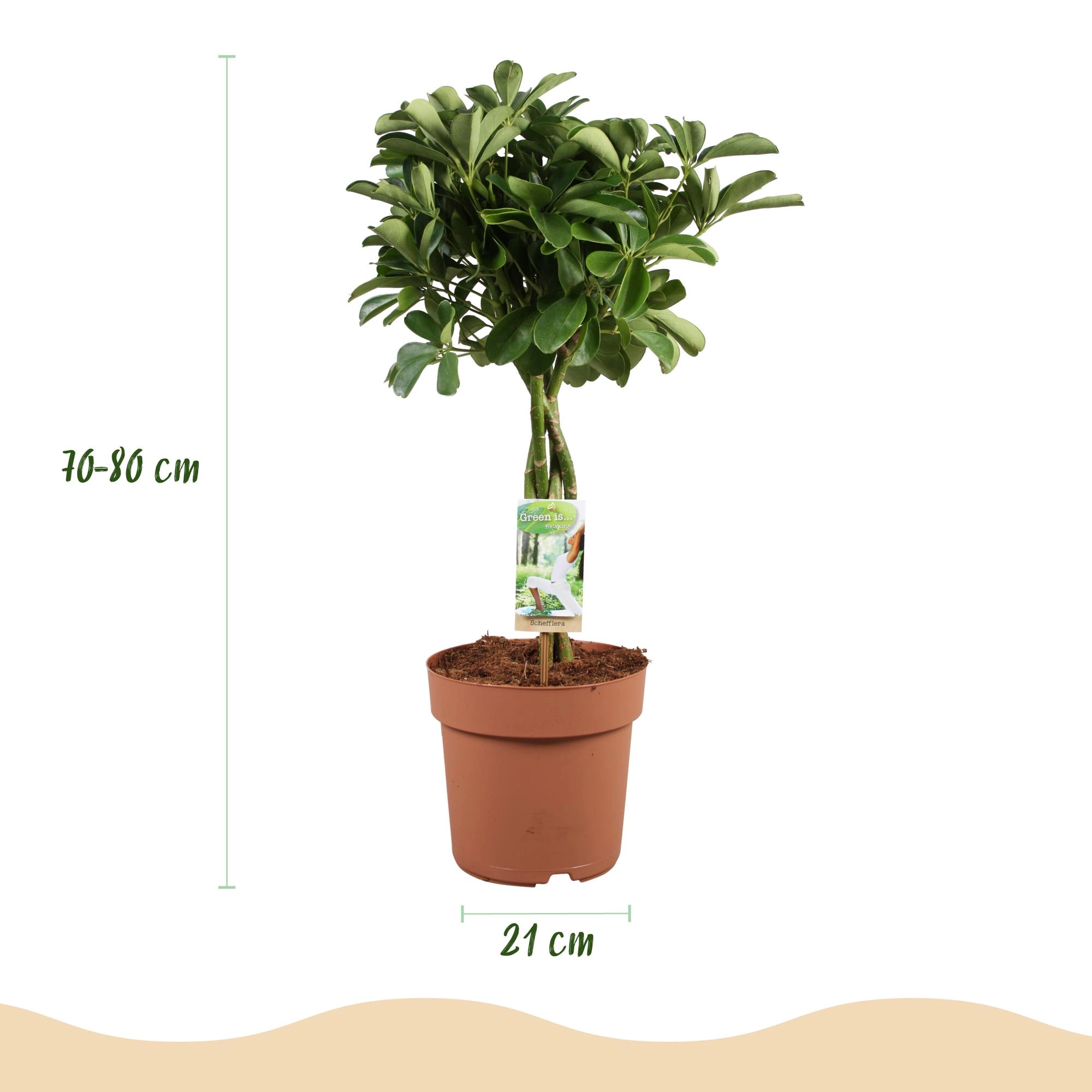 Schefflera Nora, schöne Zimmerpflanze