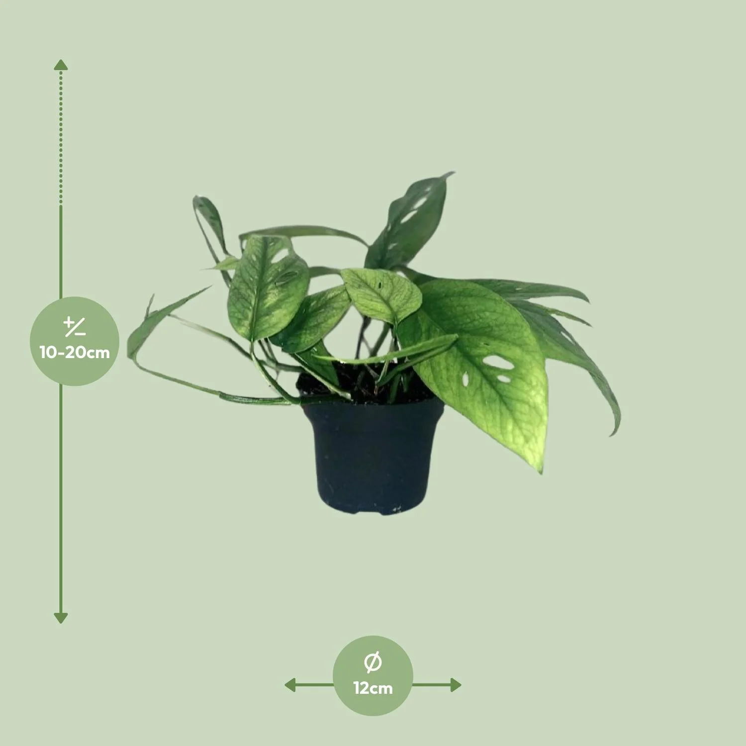 Goldener Efeu im Topf