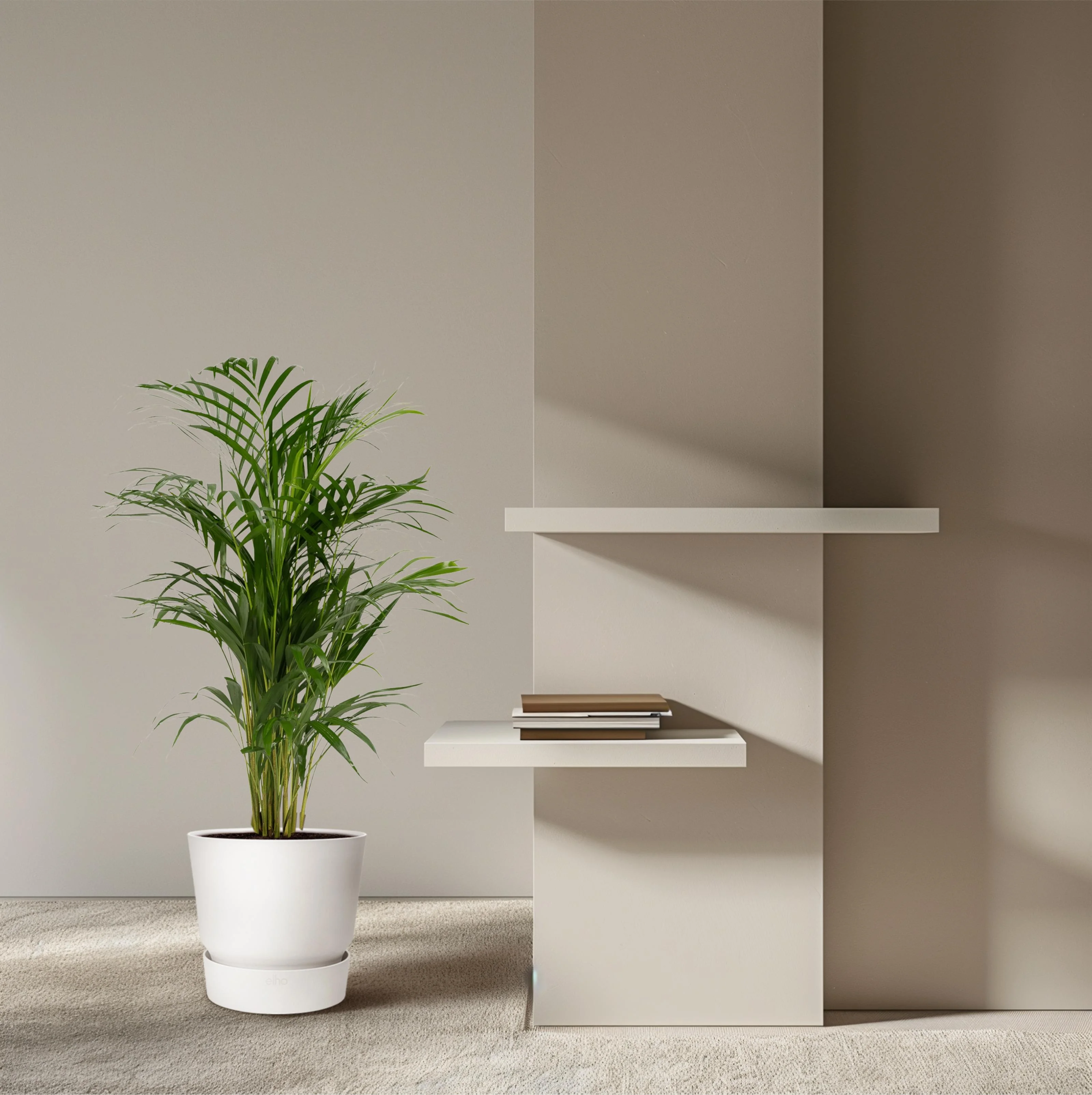 Areca-Palme als Zimmerpflanze