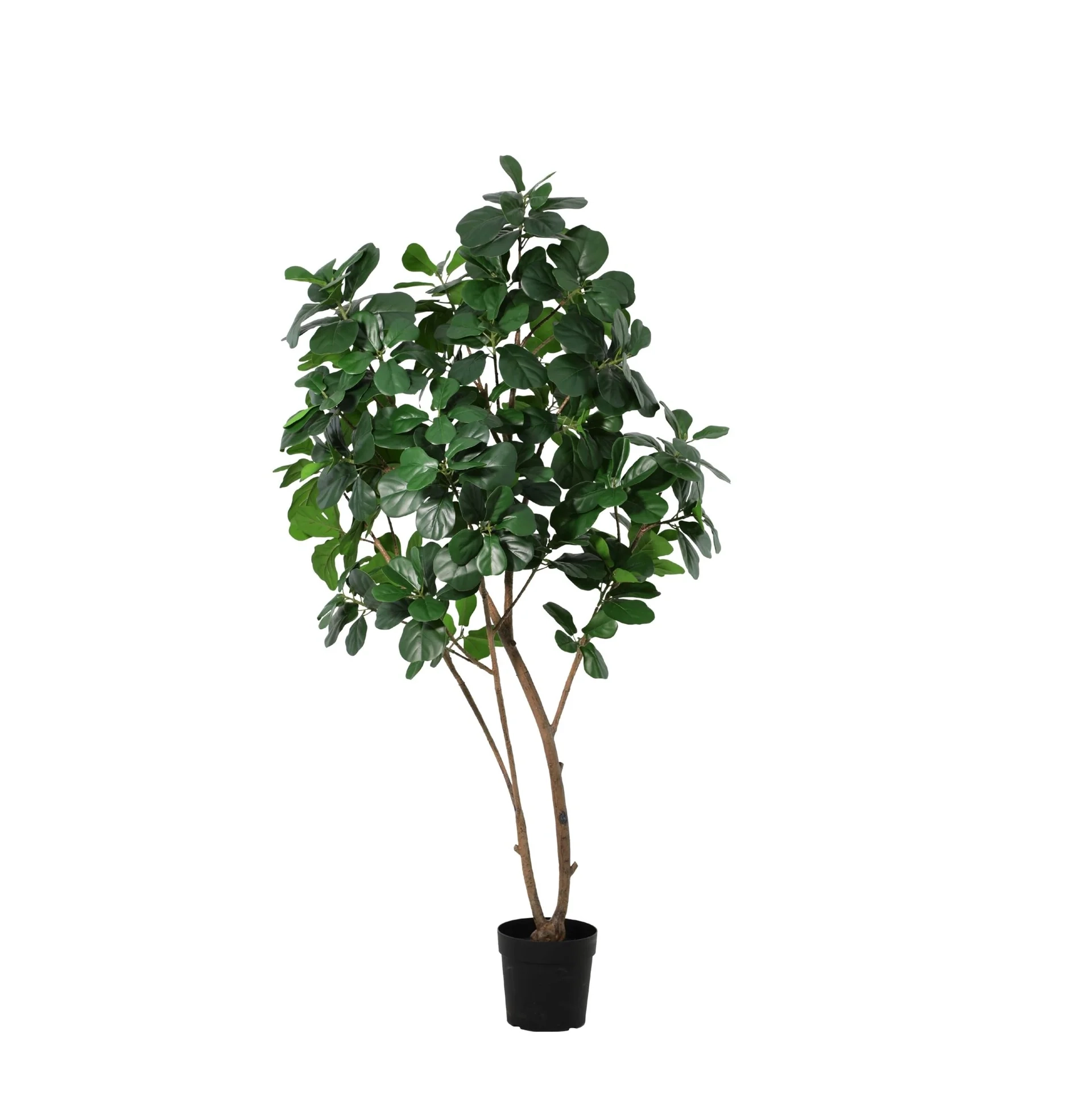 Detailansicht des Ficus Lyrata