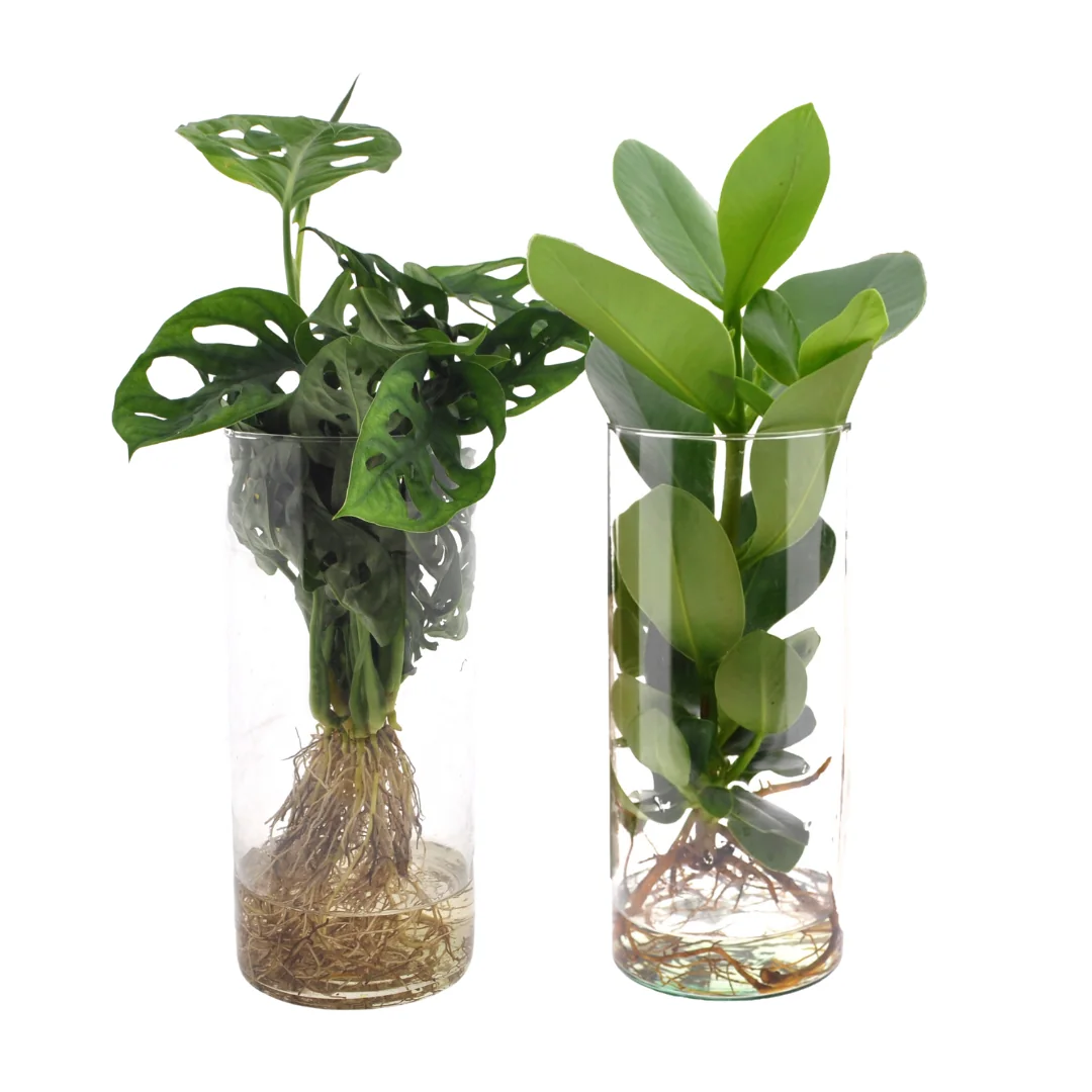 Duo Monstera/Clusia