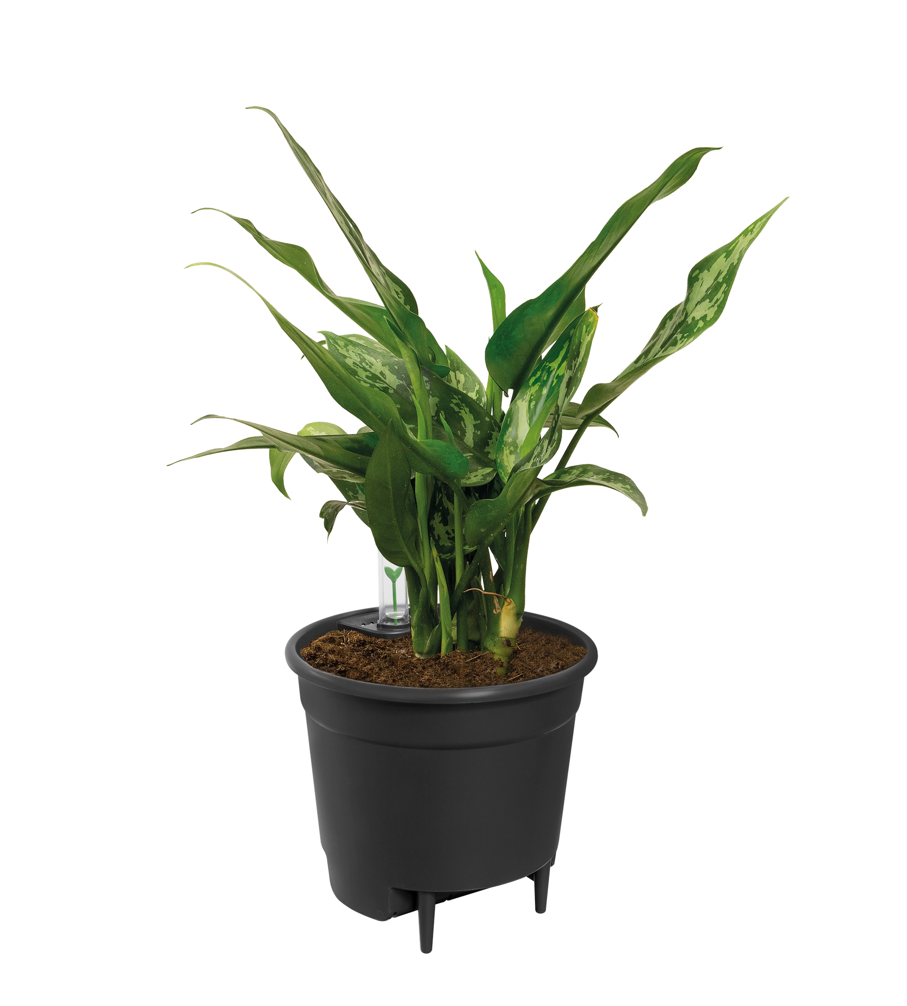 Self Watering Insert Einsatz für Töpfe mit integriertem Wasserreservoir