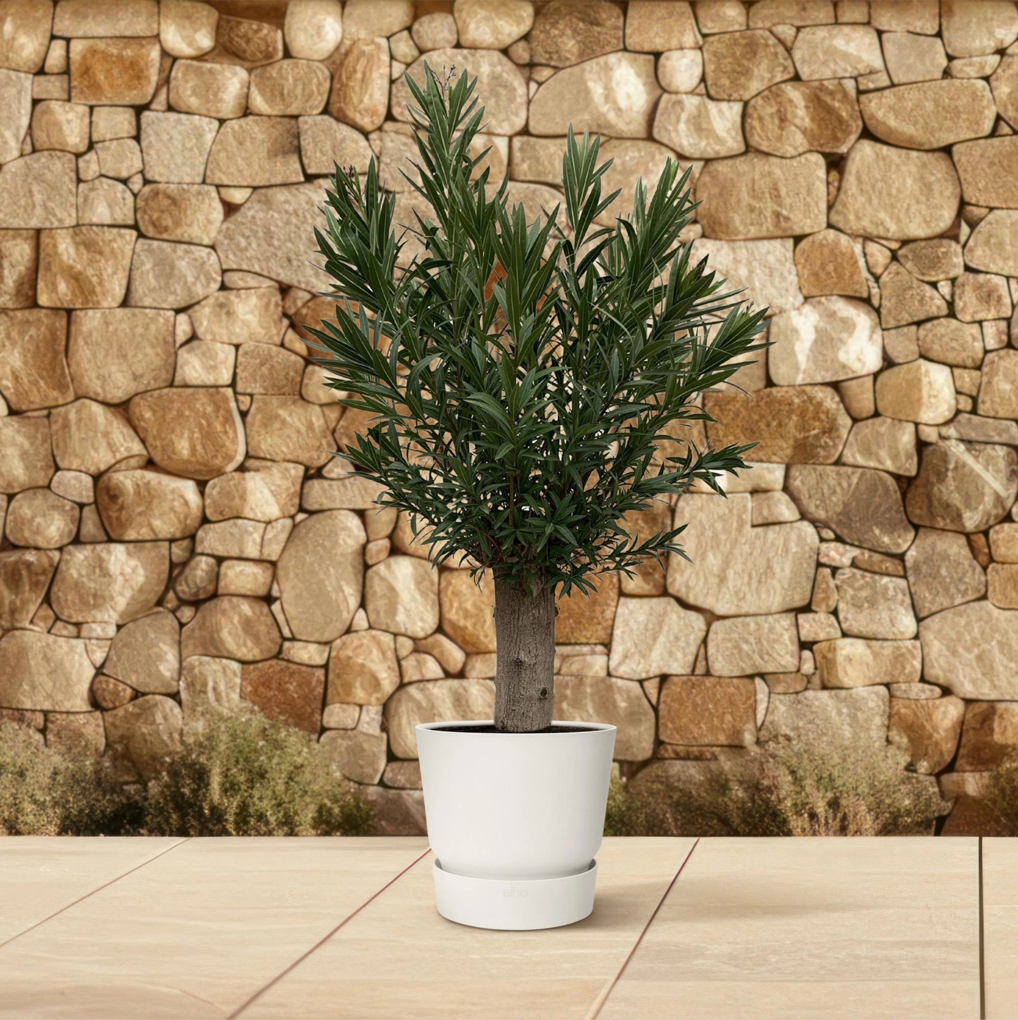 Nerium Oleander Bonsai – Pflanze