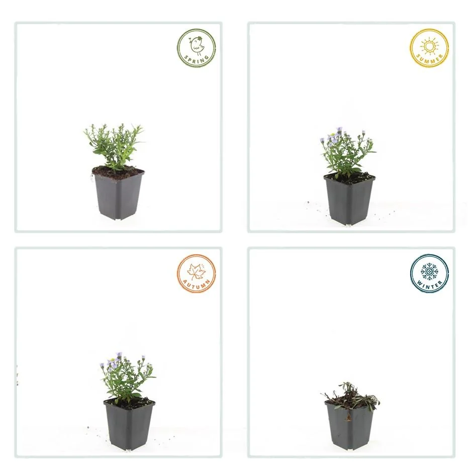 Detailansicht der Aster 'Prof. Anton Kippenberg'