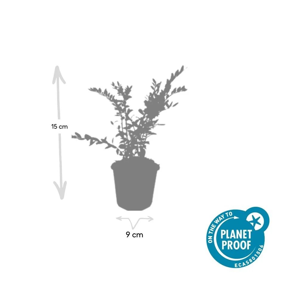 Lonicera pileata 'Purple Pearl' - Strauch mit purpur-roten Blättern