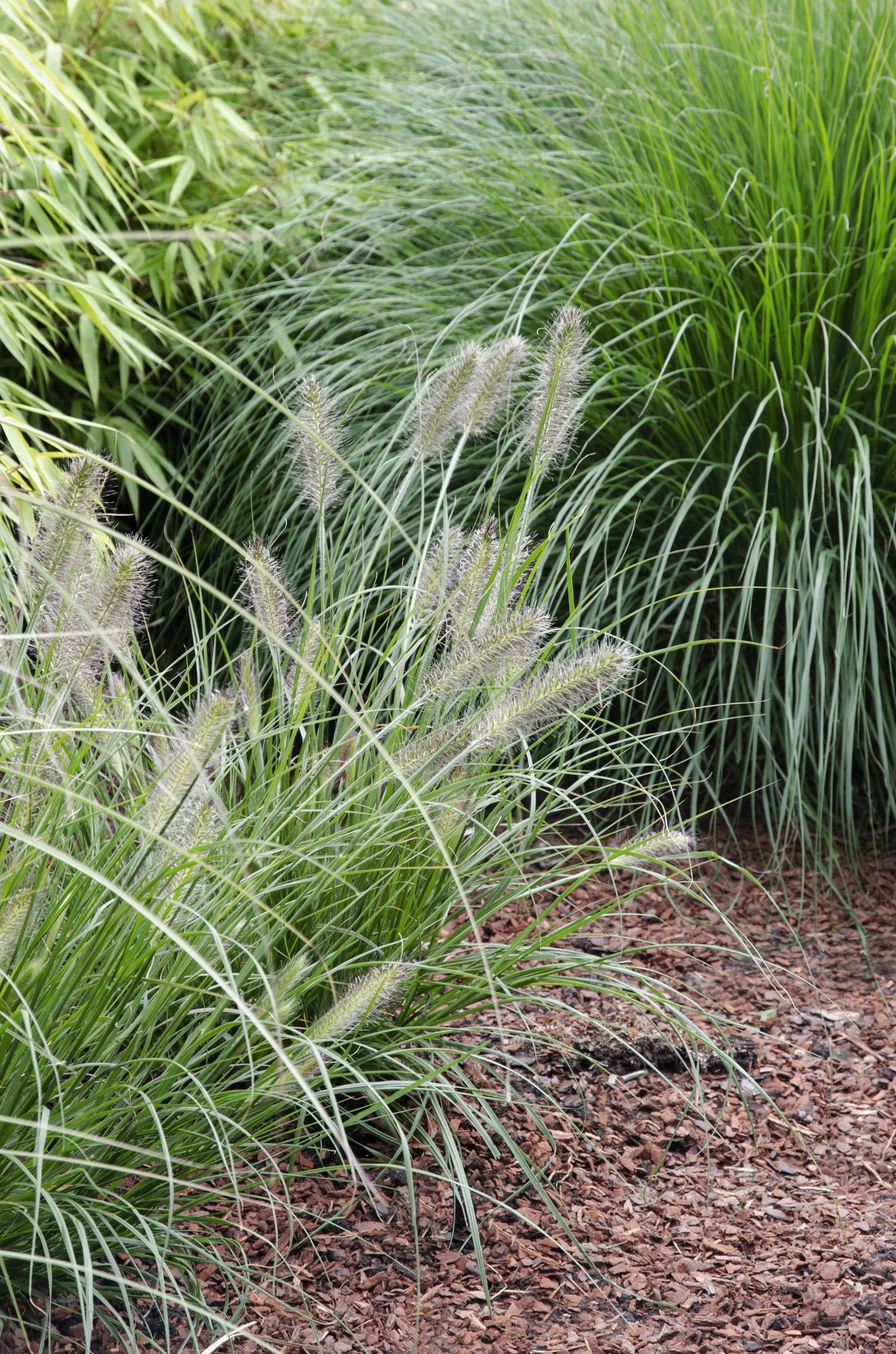 Pennisetum 'Hameln' - kompakter Horst mit grünen Blättern und Blütenansätzen