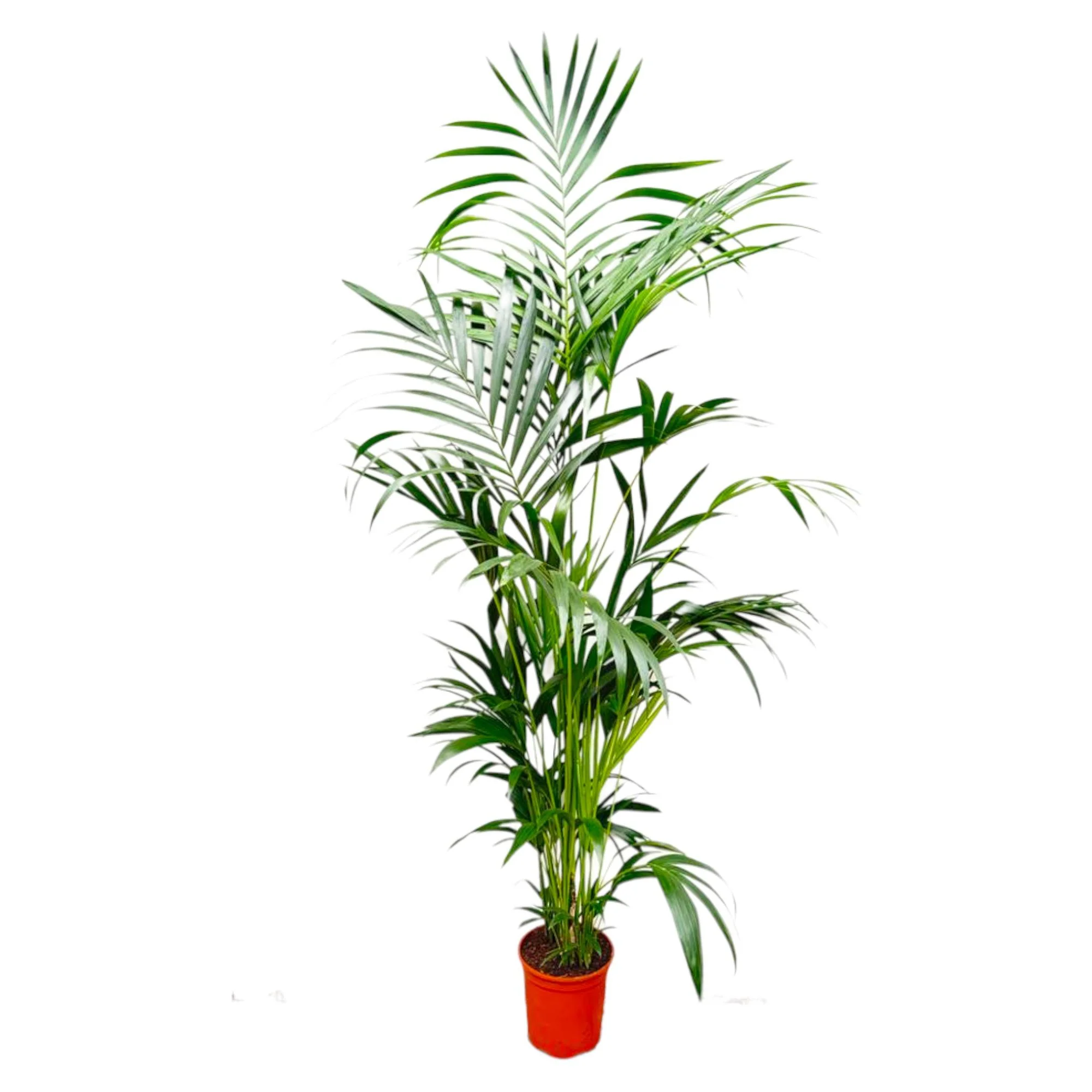 Kentia Palme im Freien