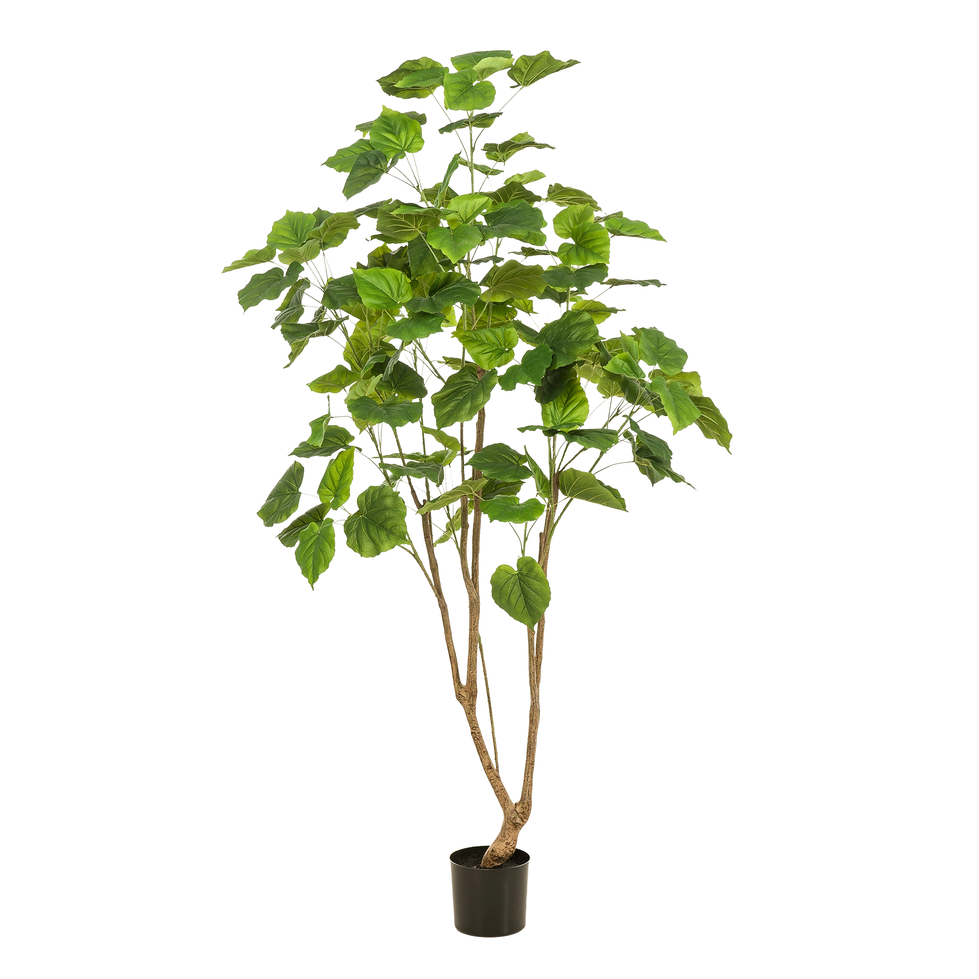 Detailansicht Ficus Umbellata