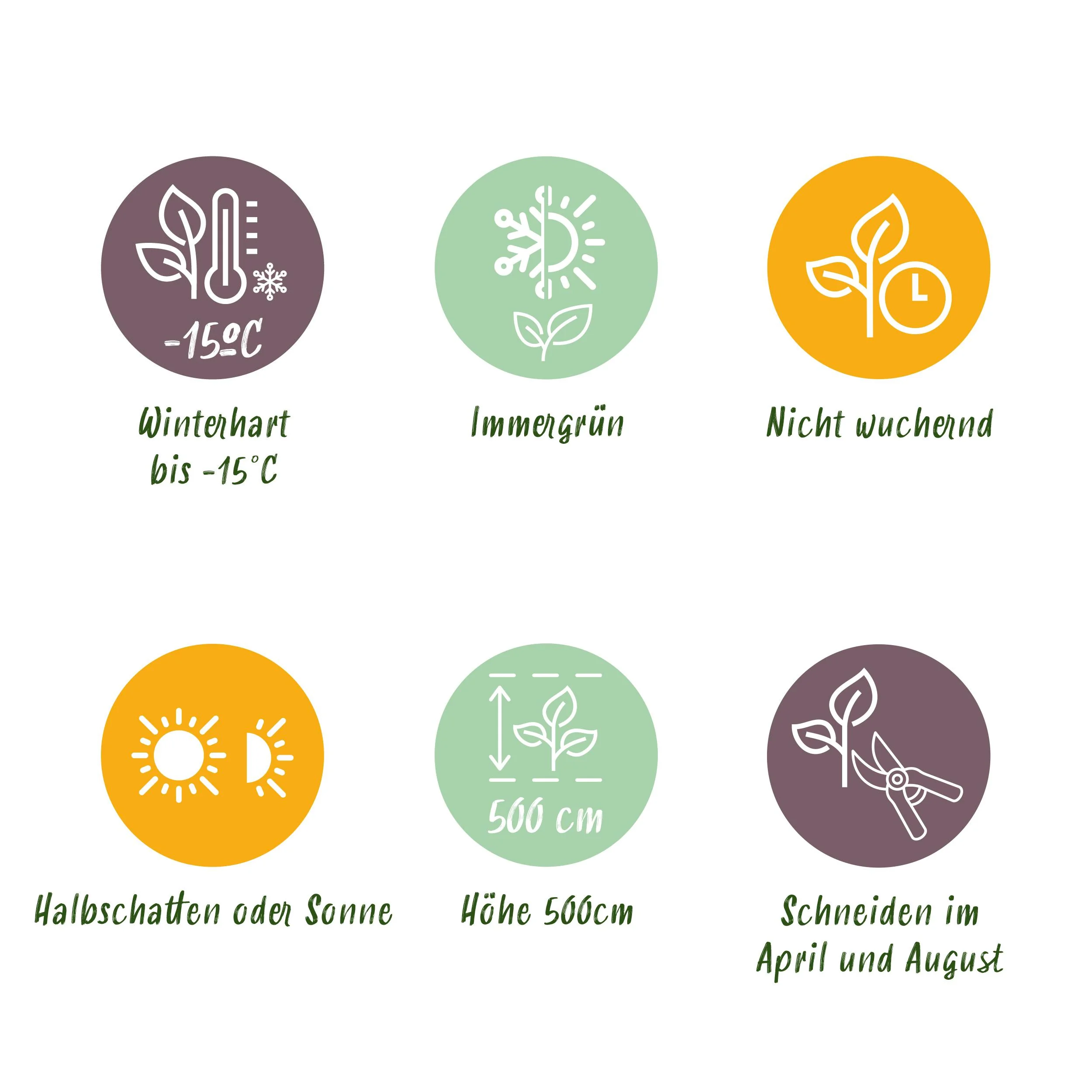 Magnolia grandiflora im Garten