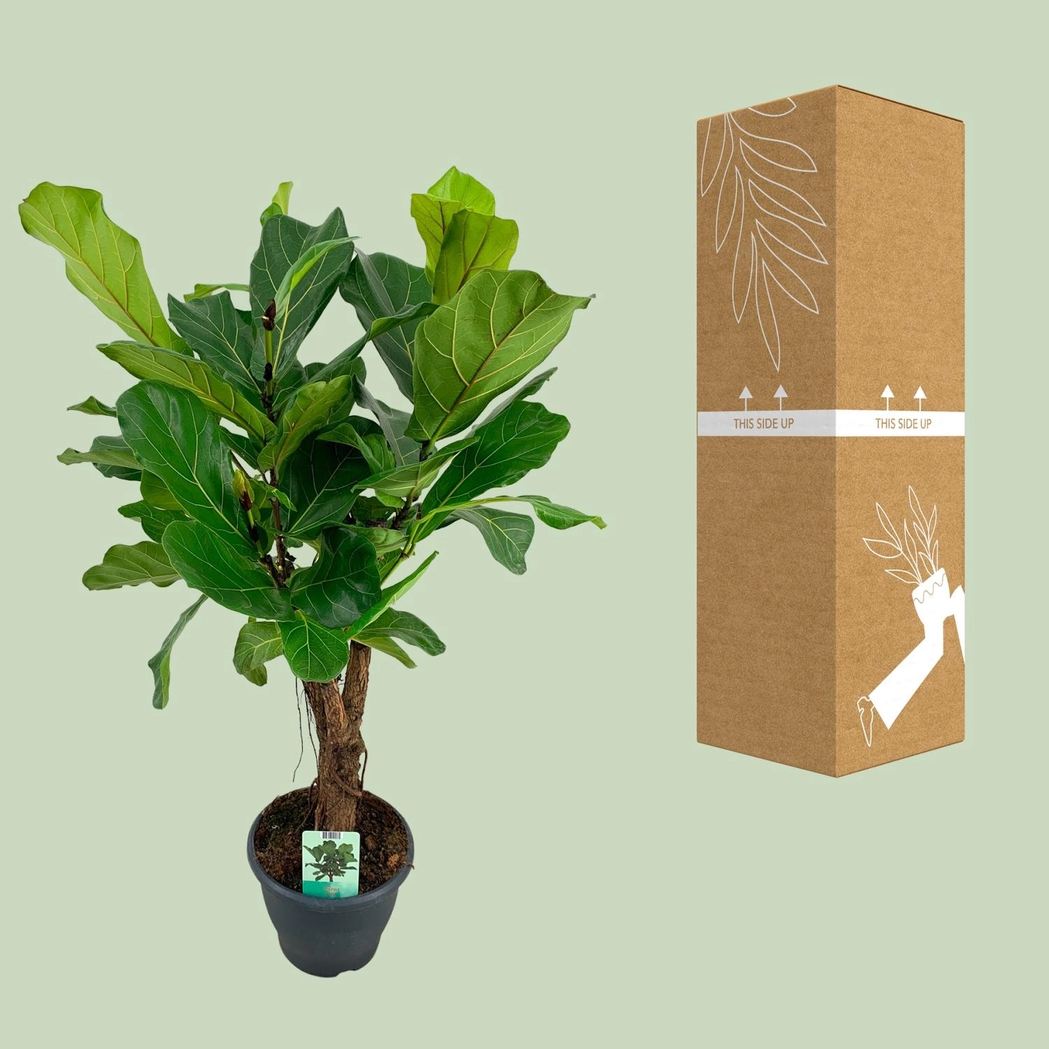 Ficus lyrata im Wohnbereich