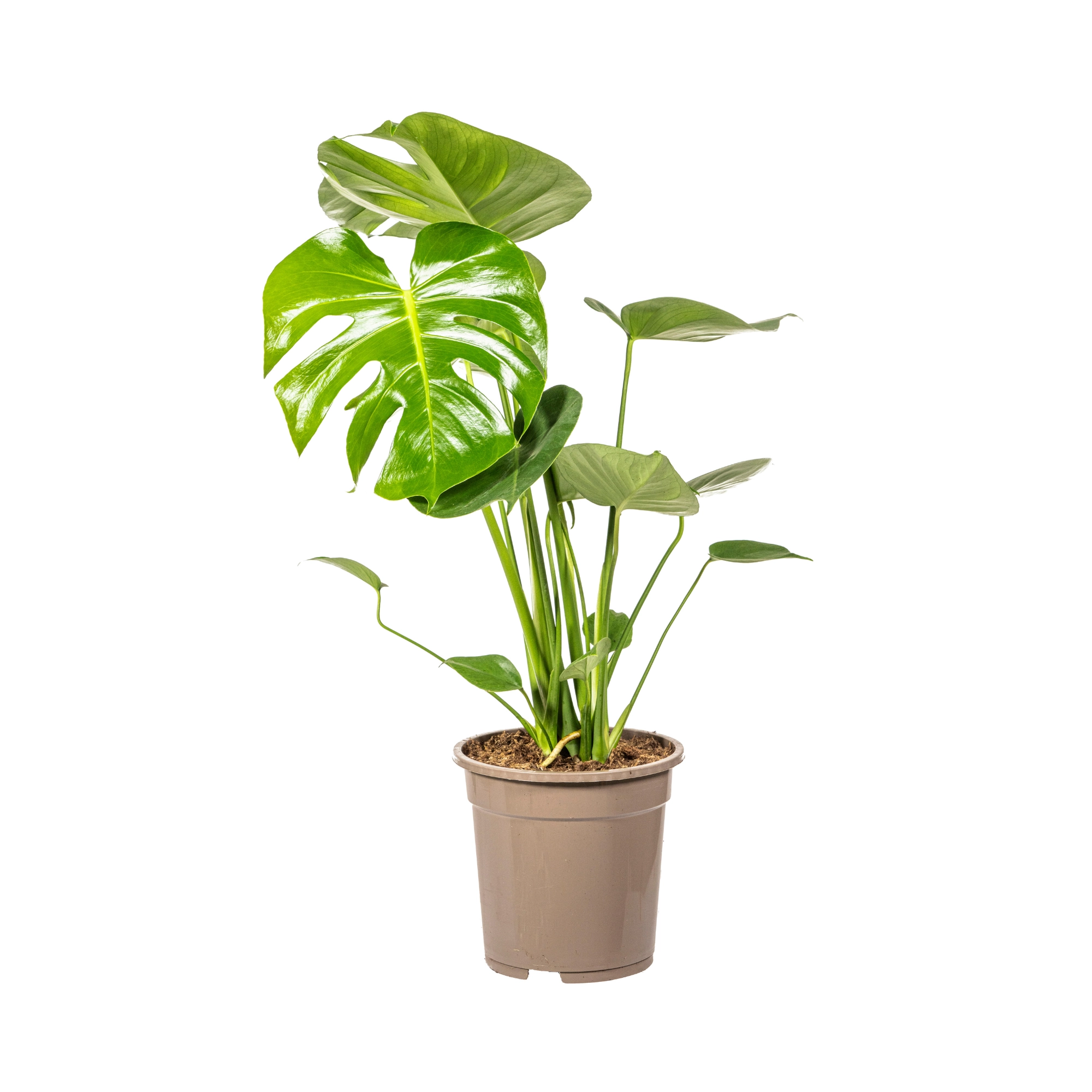 Schöne Monstera Deliciosa Tauerii mit großen Blättern
