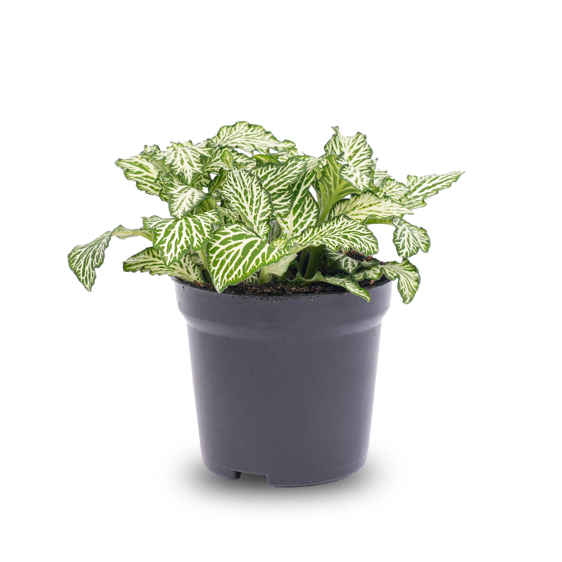 Fittonia White Tiger – Mozaïekplantje