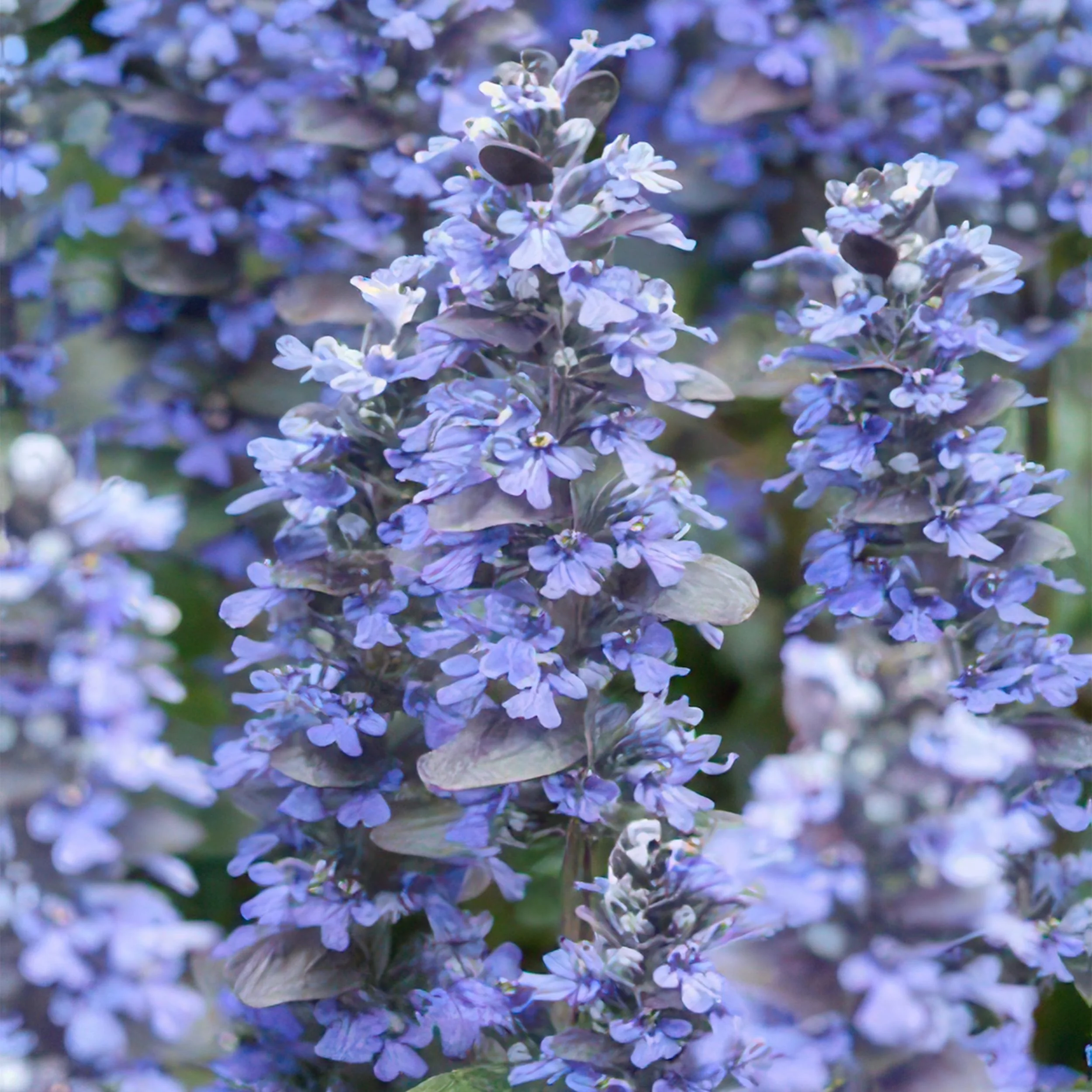 Blühende Ajuga reptans