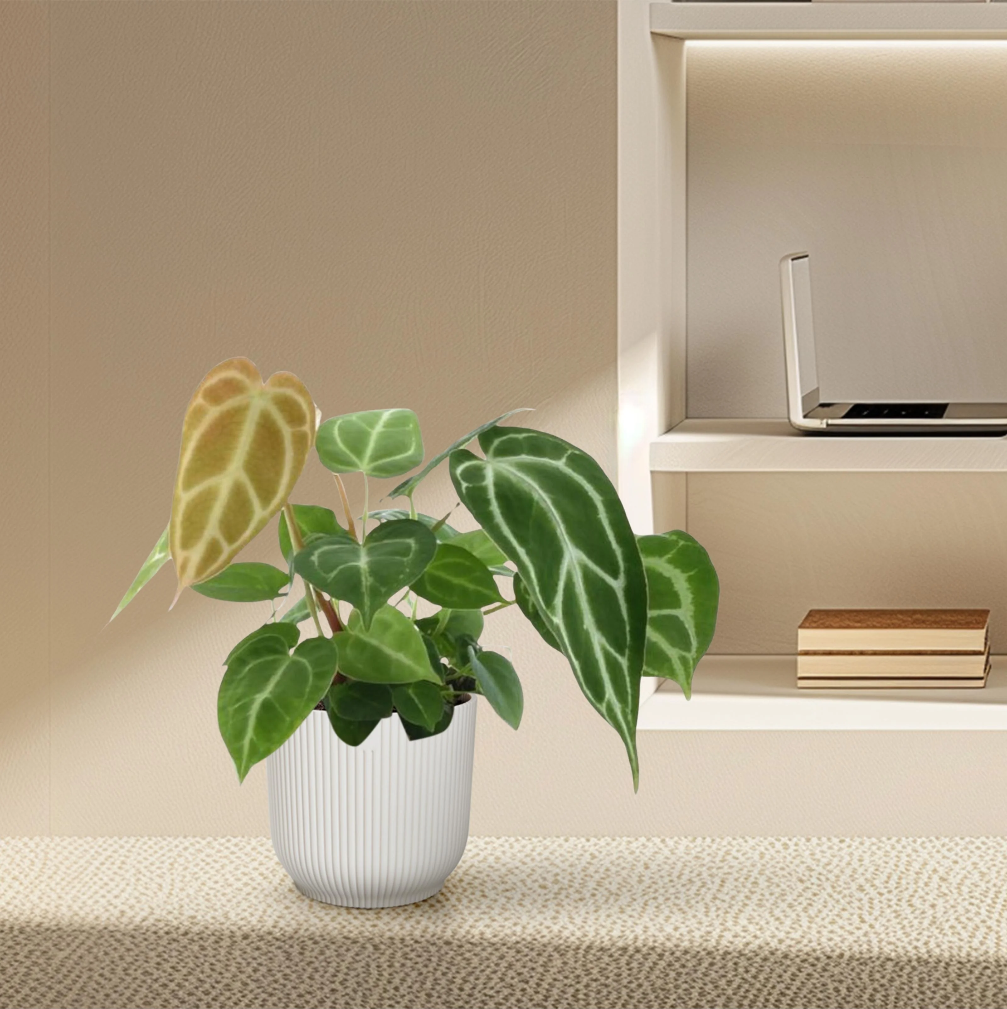 Anthurium Chrystallium bei dir zu Hause