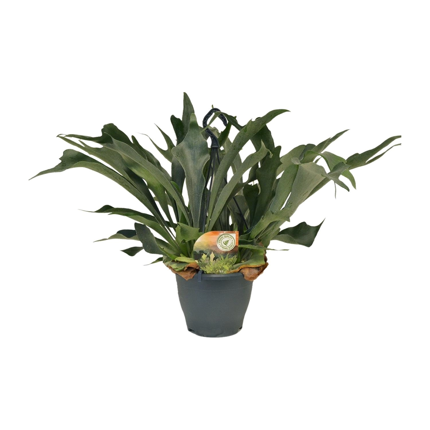 Hirschgeweihfarn (Platycerium) frontal, 20 cm