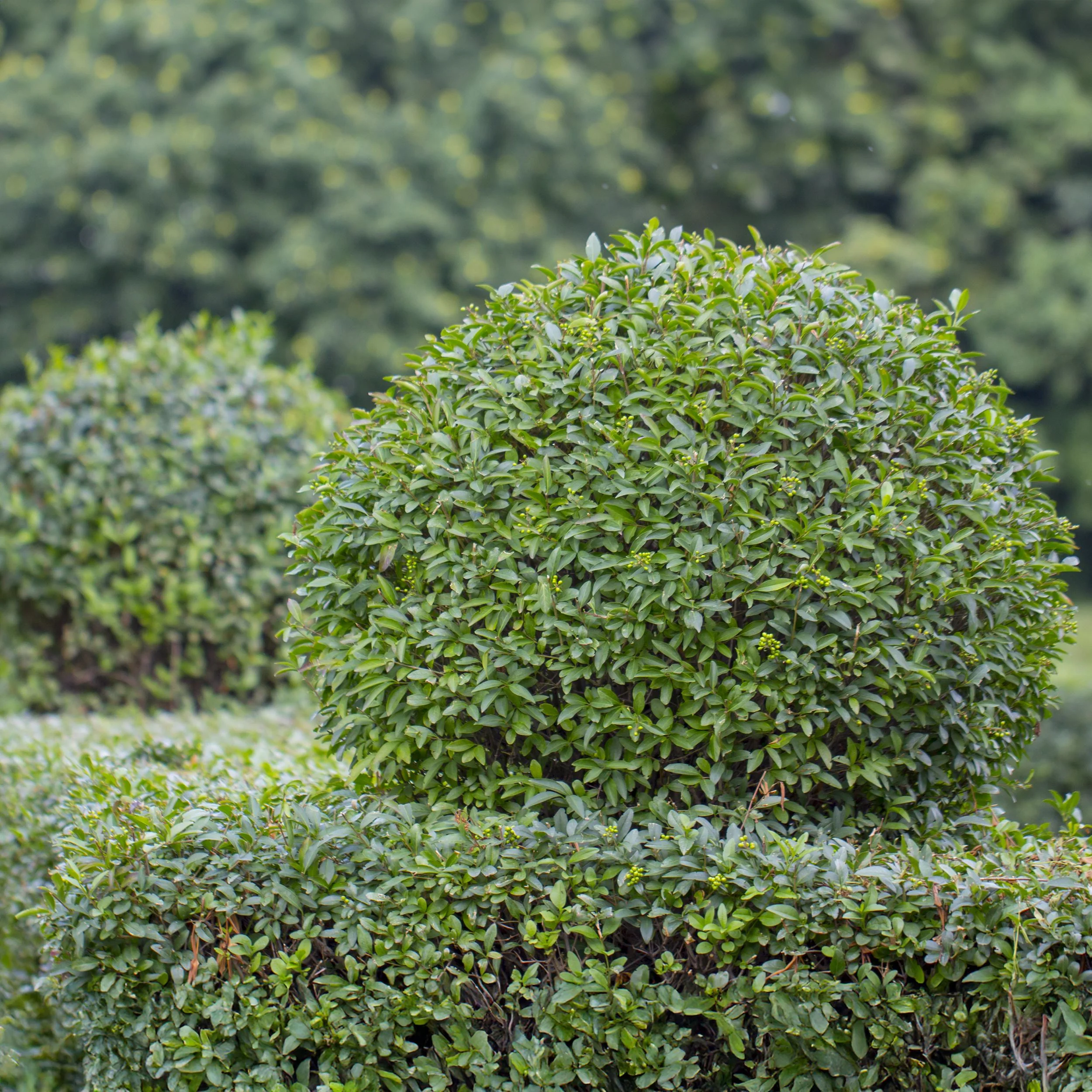Ligustrum ovalifolium Heckenpflanze