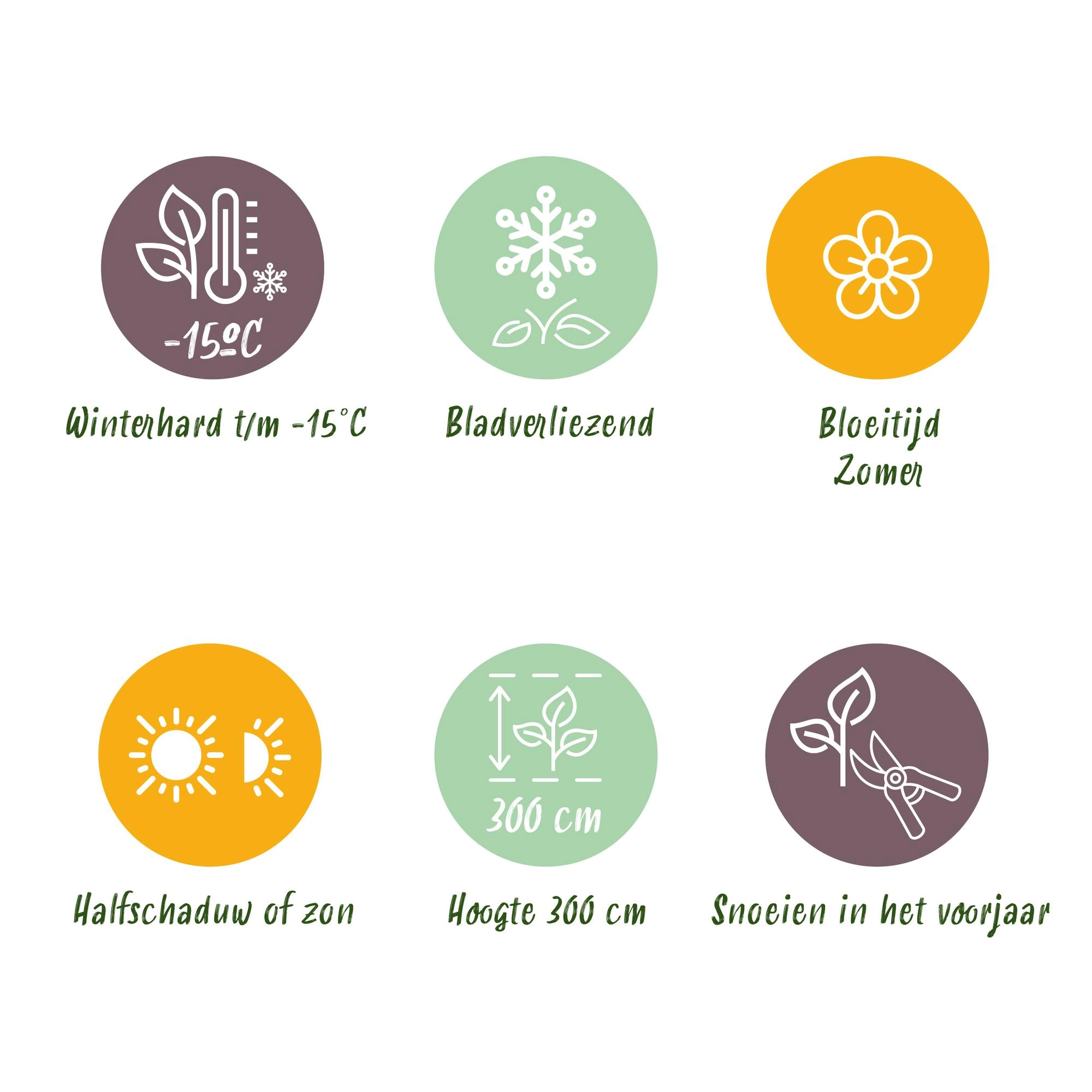 Carex oshimensis Intense Green Detailansicht