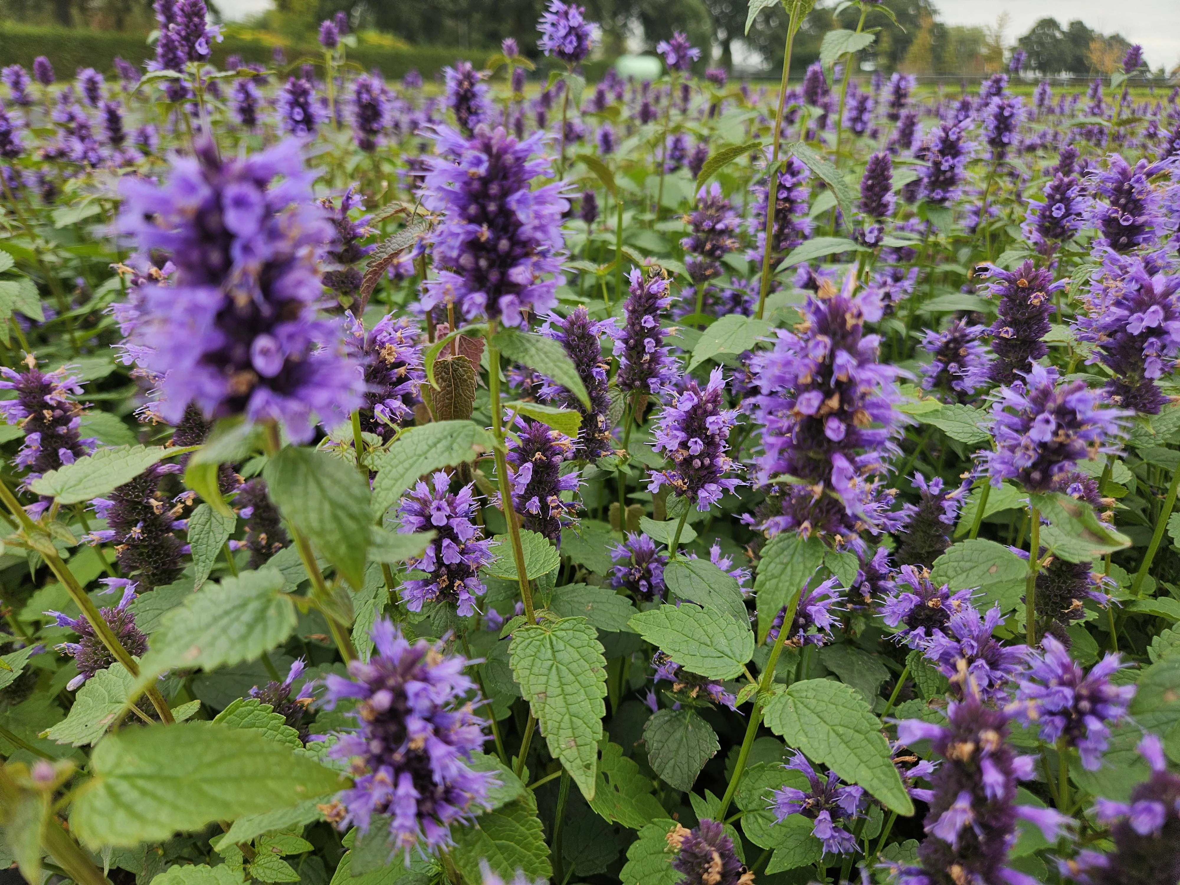 Agastache 'Blue Fortune' in einem naturnahen Garten