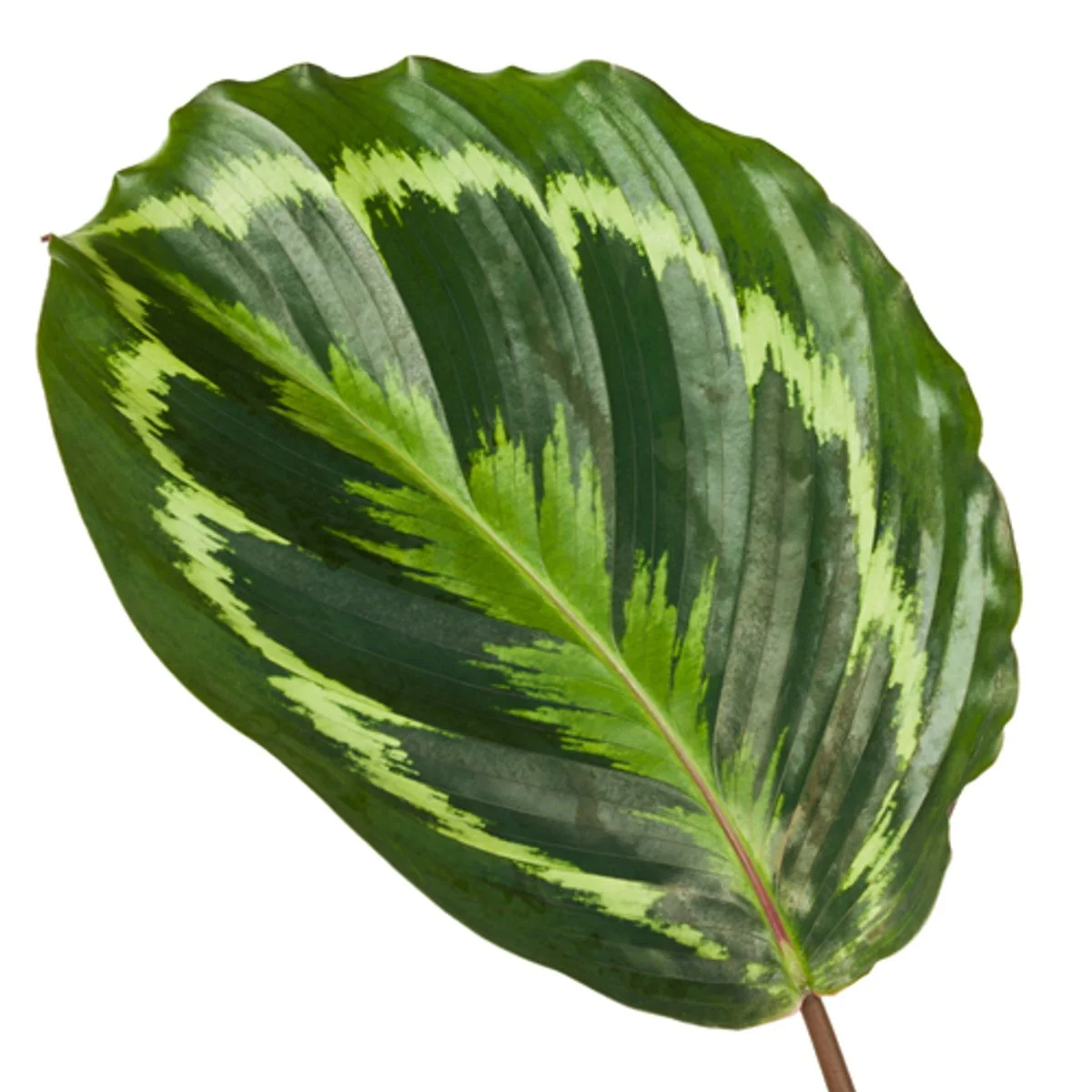 Calathea Medallion im Raum