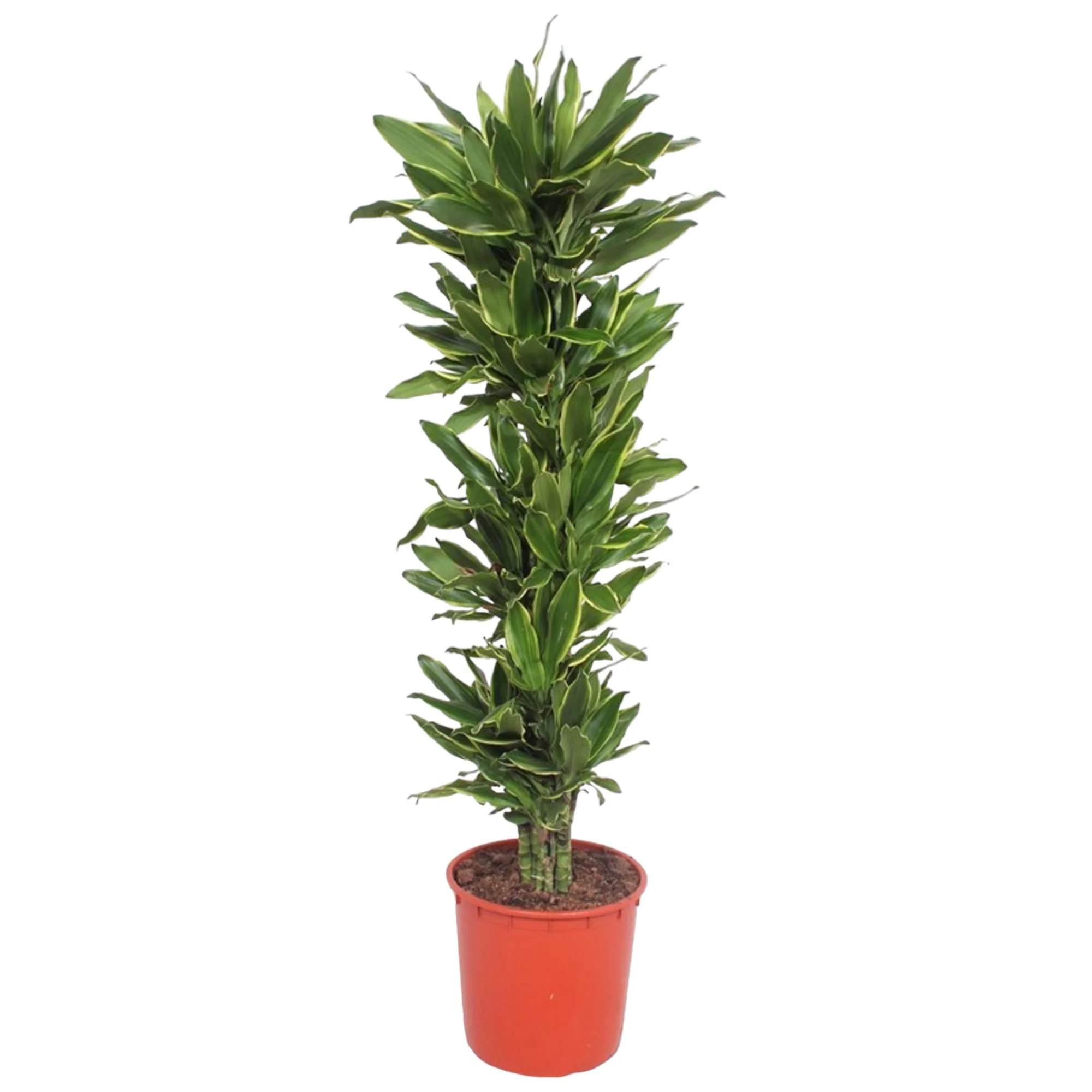 Dracaena Golden Coast in der Wohnung
