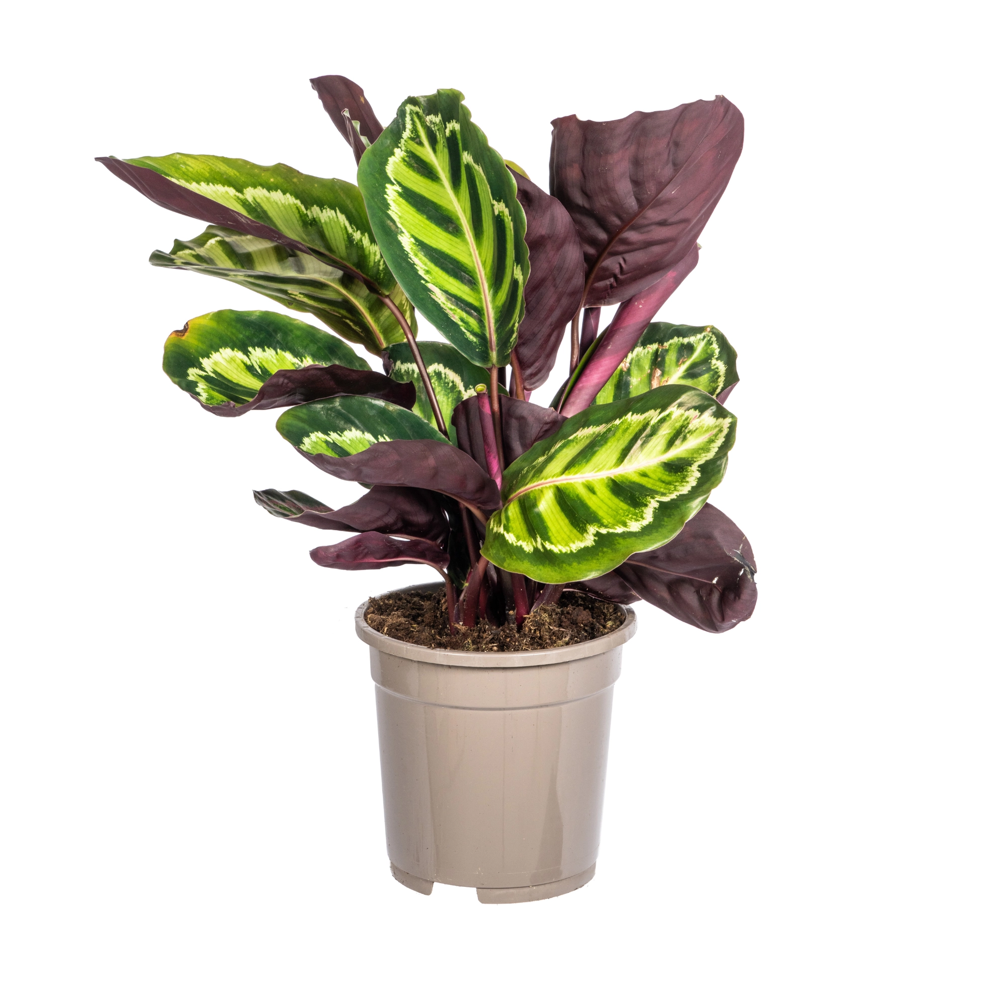 Calathea Roseopicta mit bunten Blättern