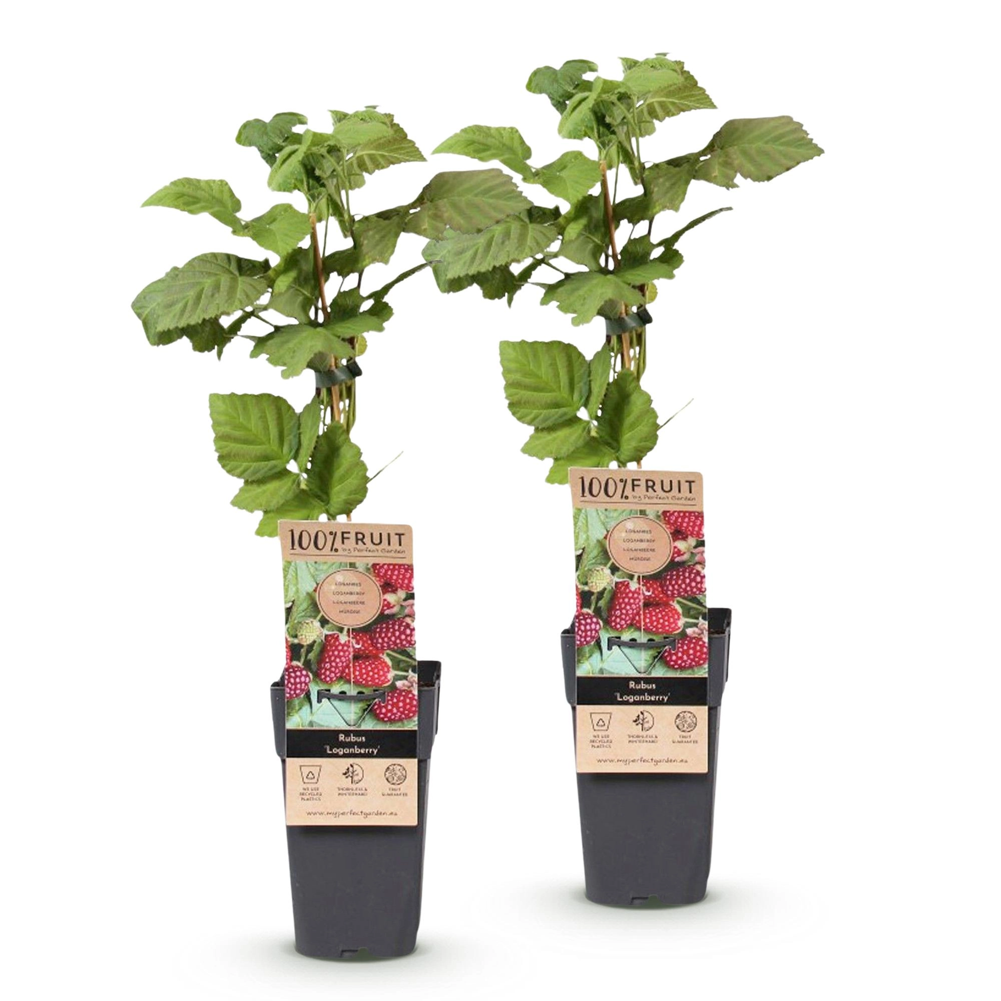 Rubus Thornless Loganberry als Obstpflanze