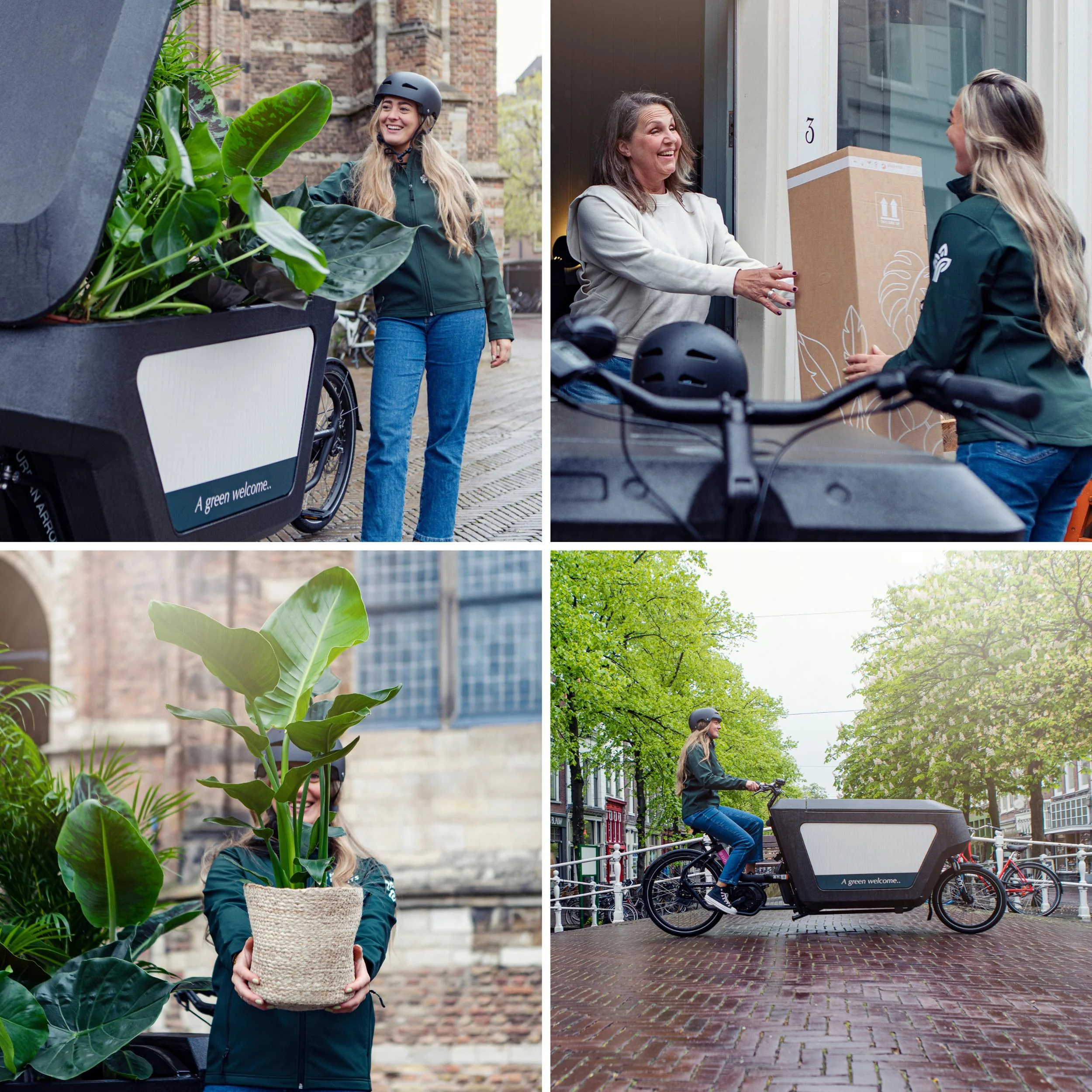 Überraschungsbox Zimmerpflanze Angebot