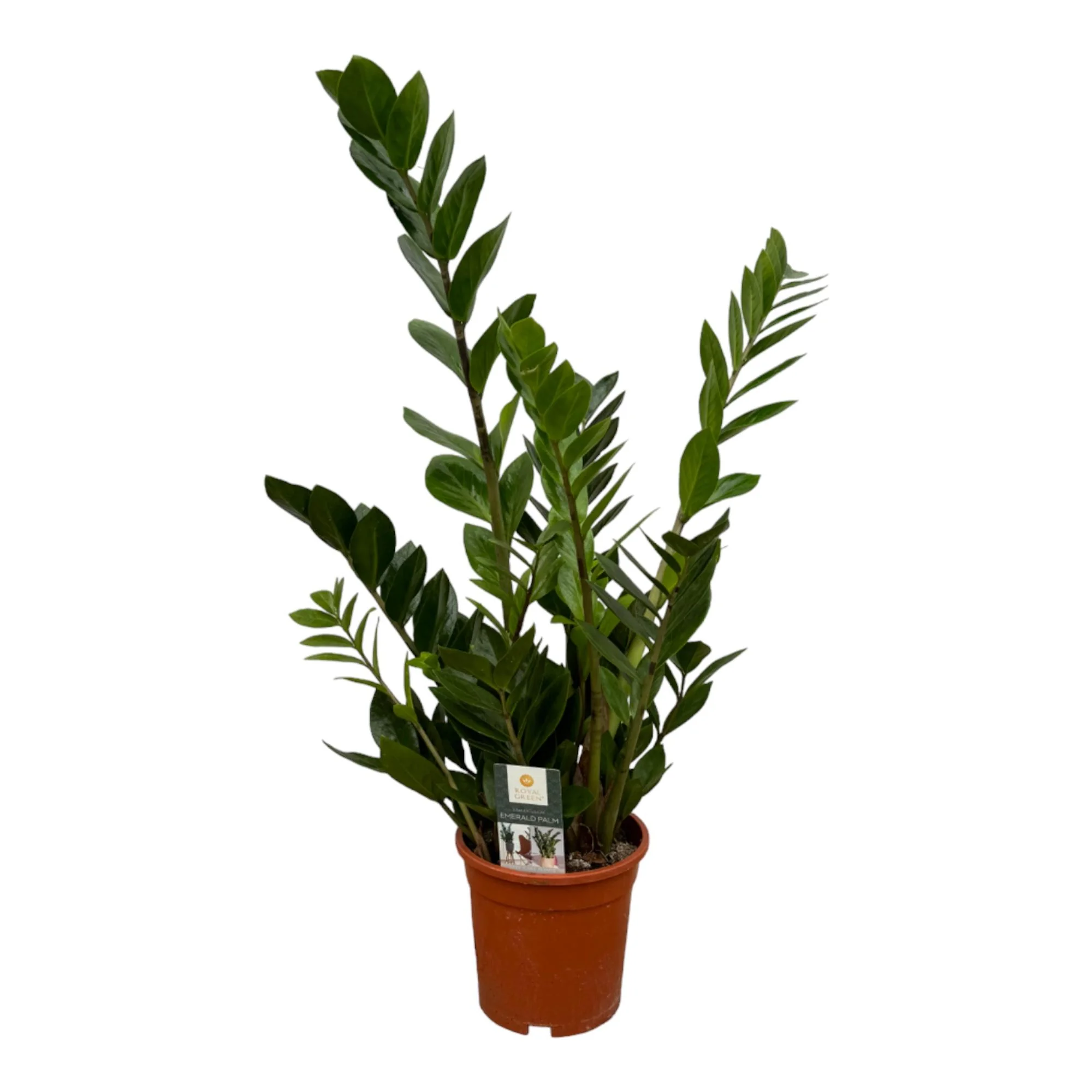 Zamioculcas Pflanze