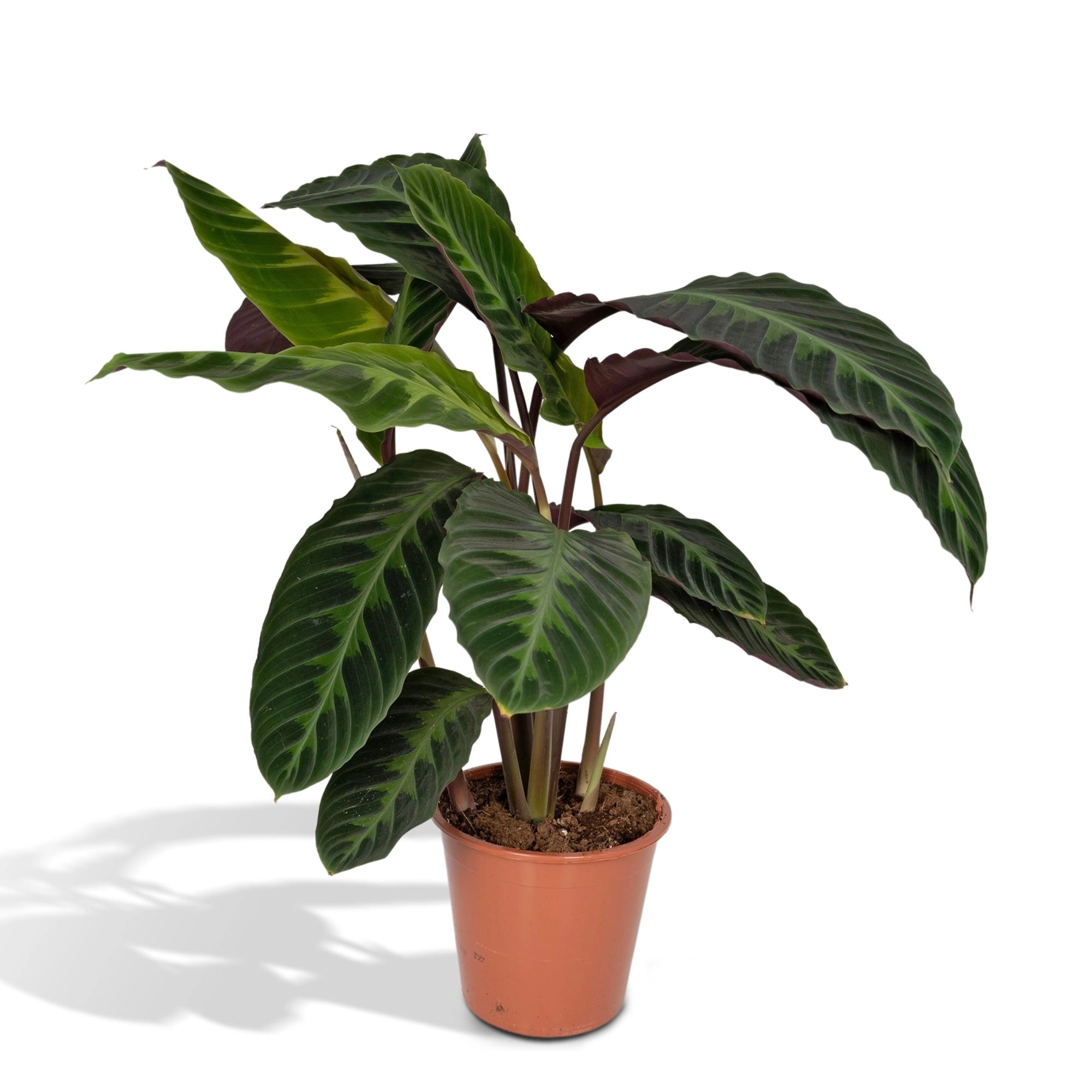 Calathea Warscewiczii - große, samtige Blätter
