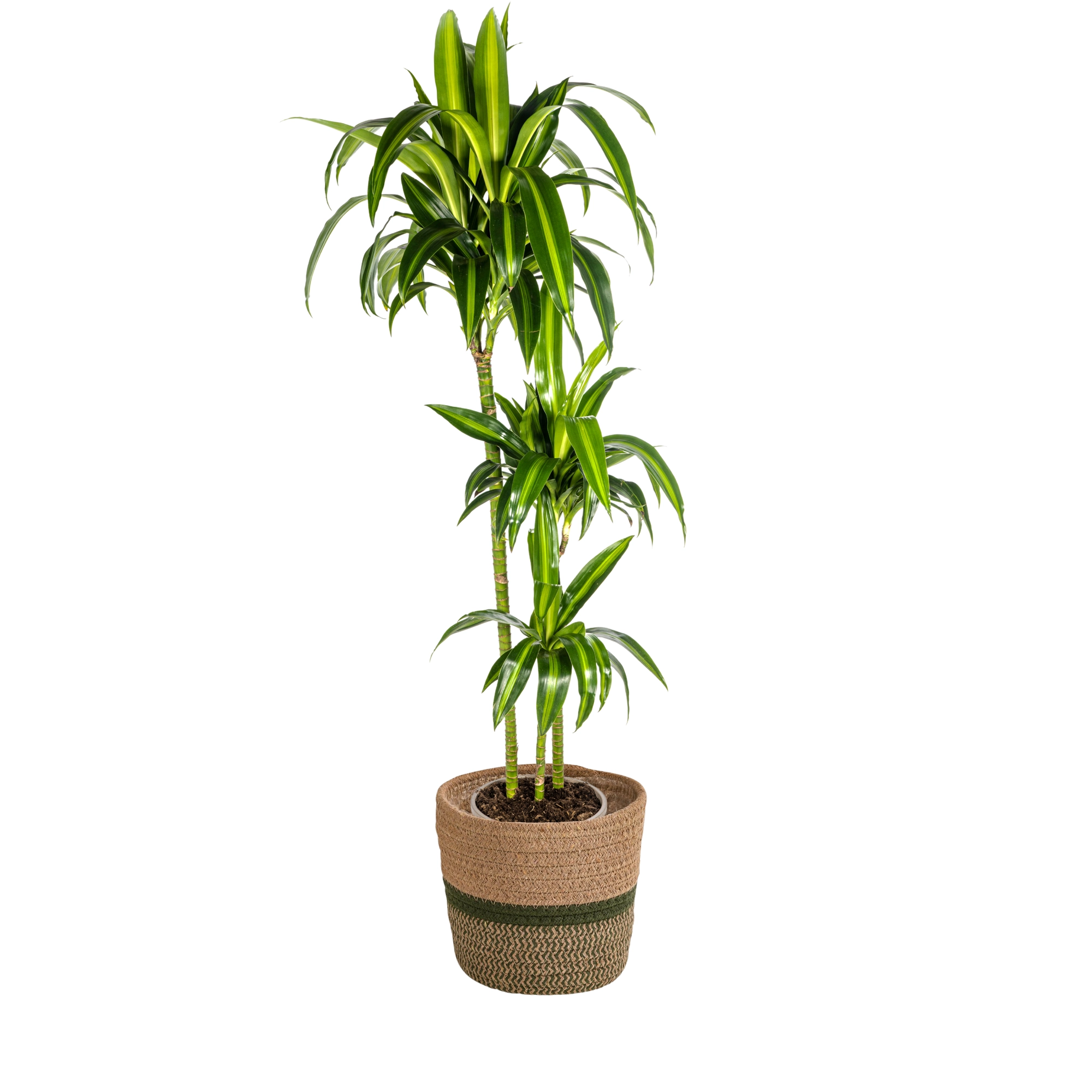Dracaena Hawaiian Sunshine Detailaufnahme