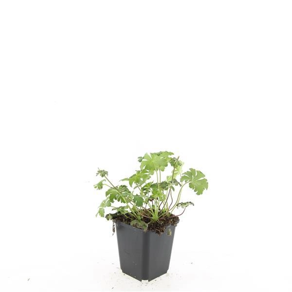 Geranium cantabrigiense 'Cambridge' im Beet