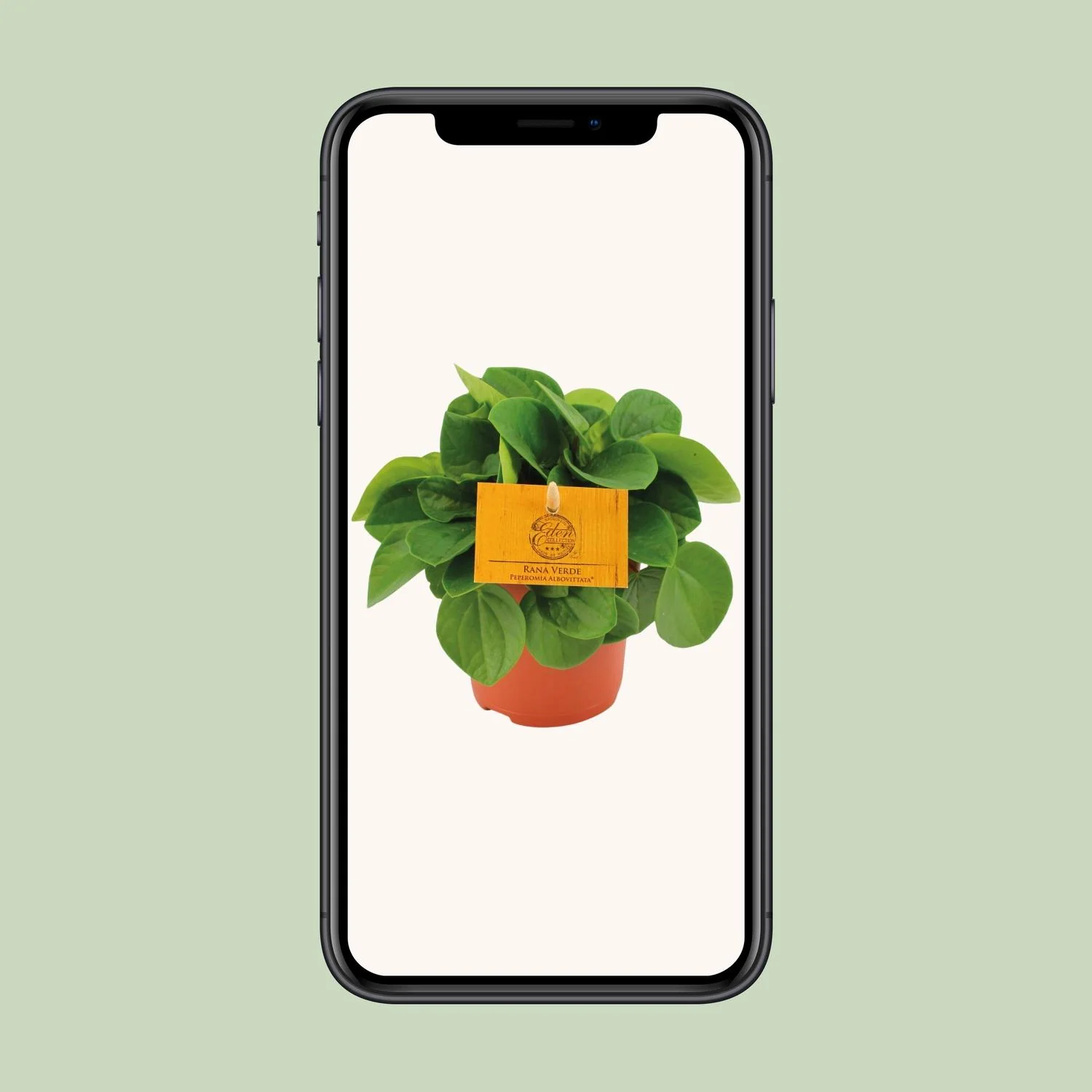 Pflegeleichte Zimmerpflanze