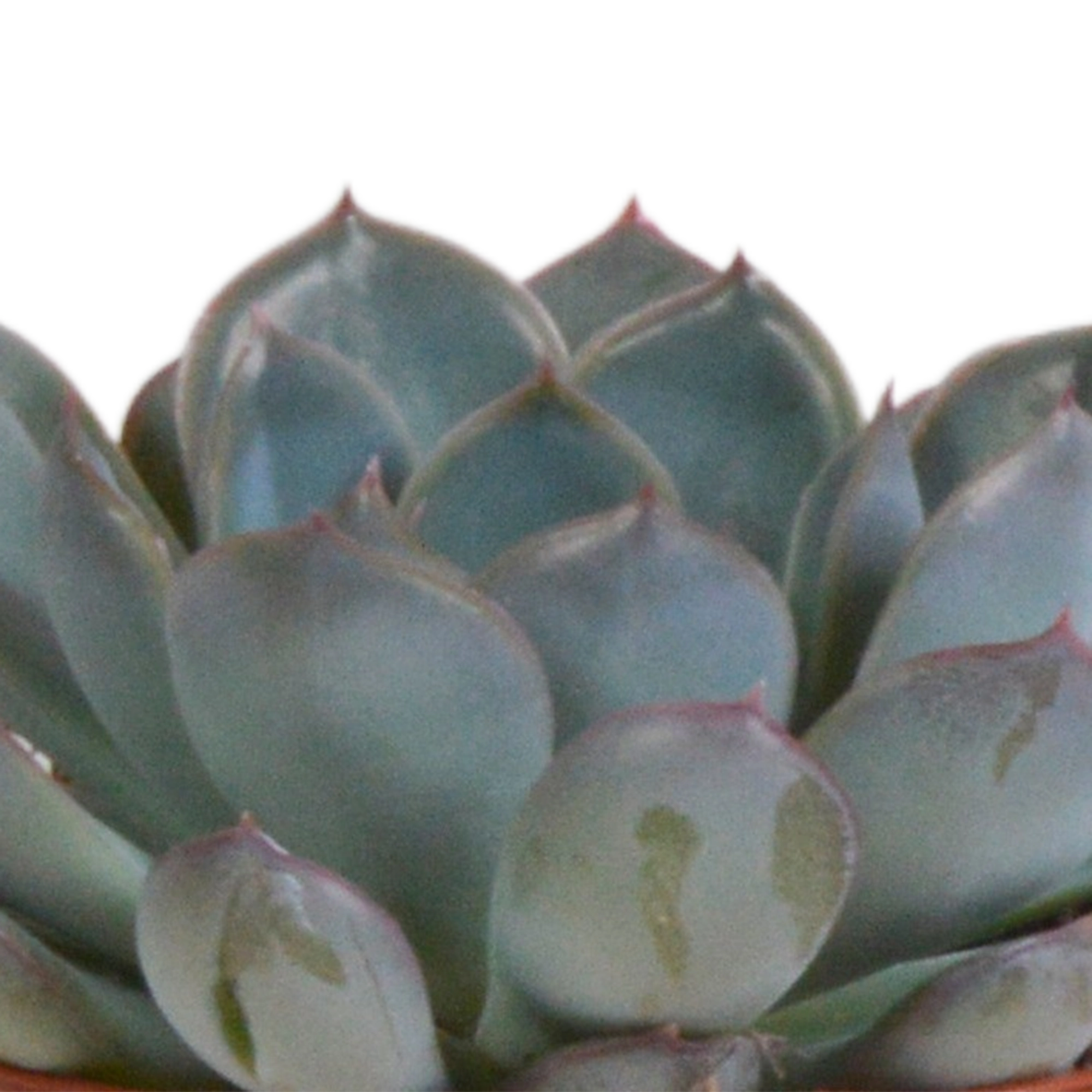 Echeveria-Mix: 3 bunte Echeverien im mediterranen Terrakotta-Topf