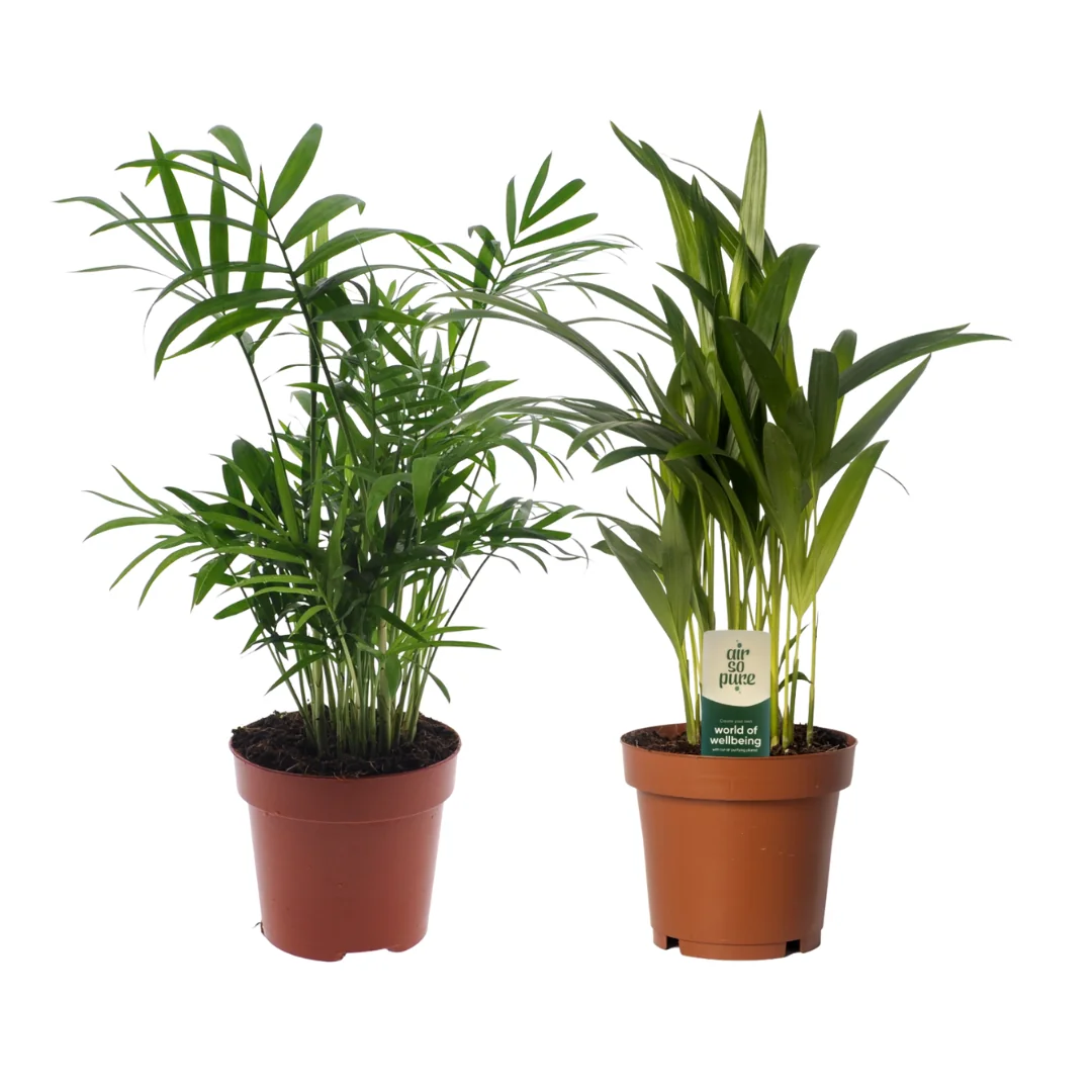 Dypsis lutescens und Chamadorea Pflanzen Duo