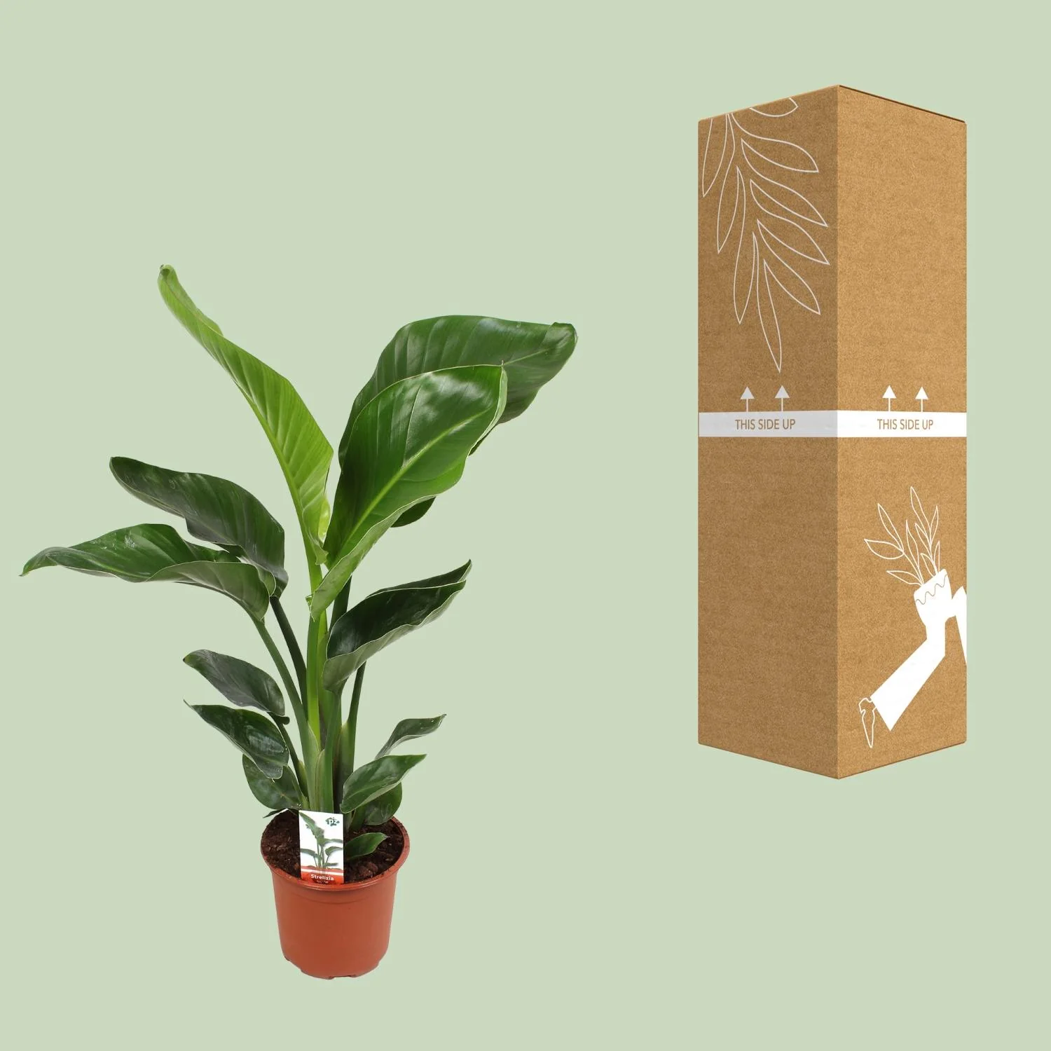 Strelitzia Nicolai - Paradiesvogelblume