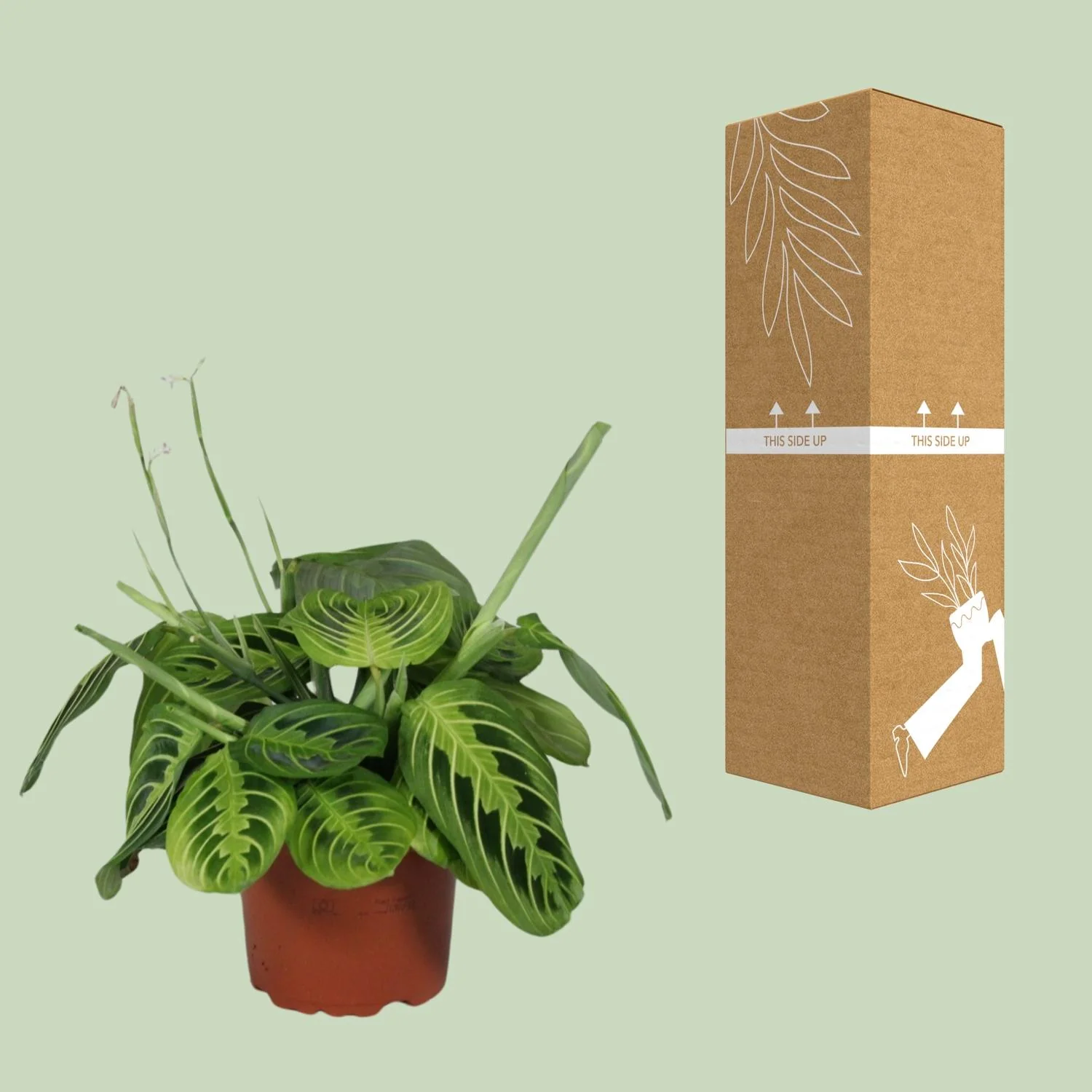 Detaillansicht der Maranta Leuconeura Blätter