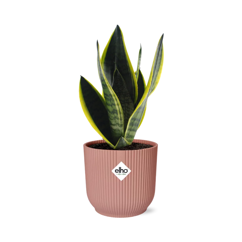 Sansevieria Futura Superba