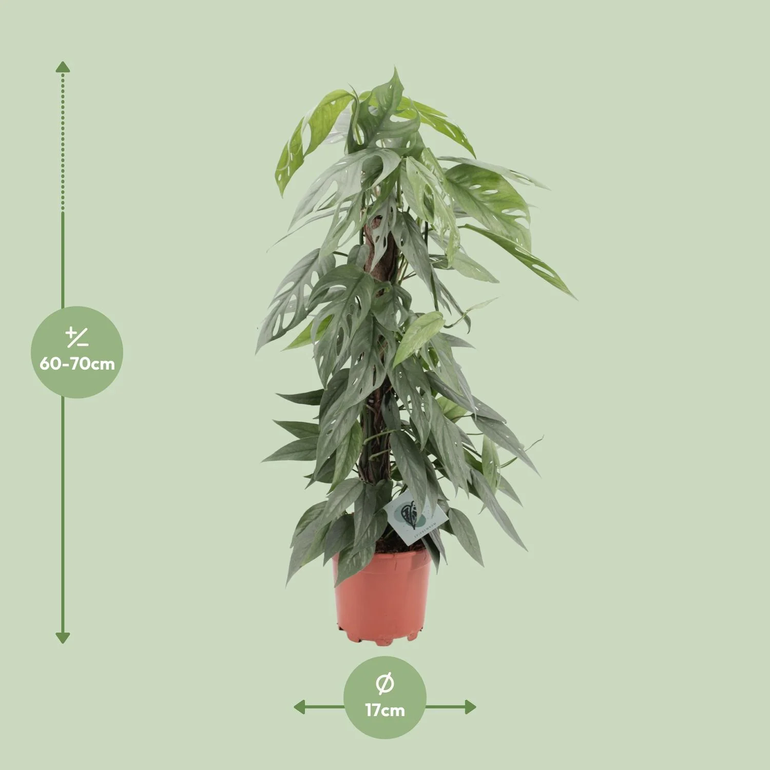 Epipremnum Pinnatum Cebu Blue Detail