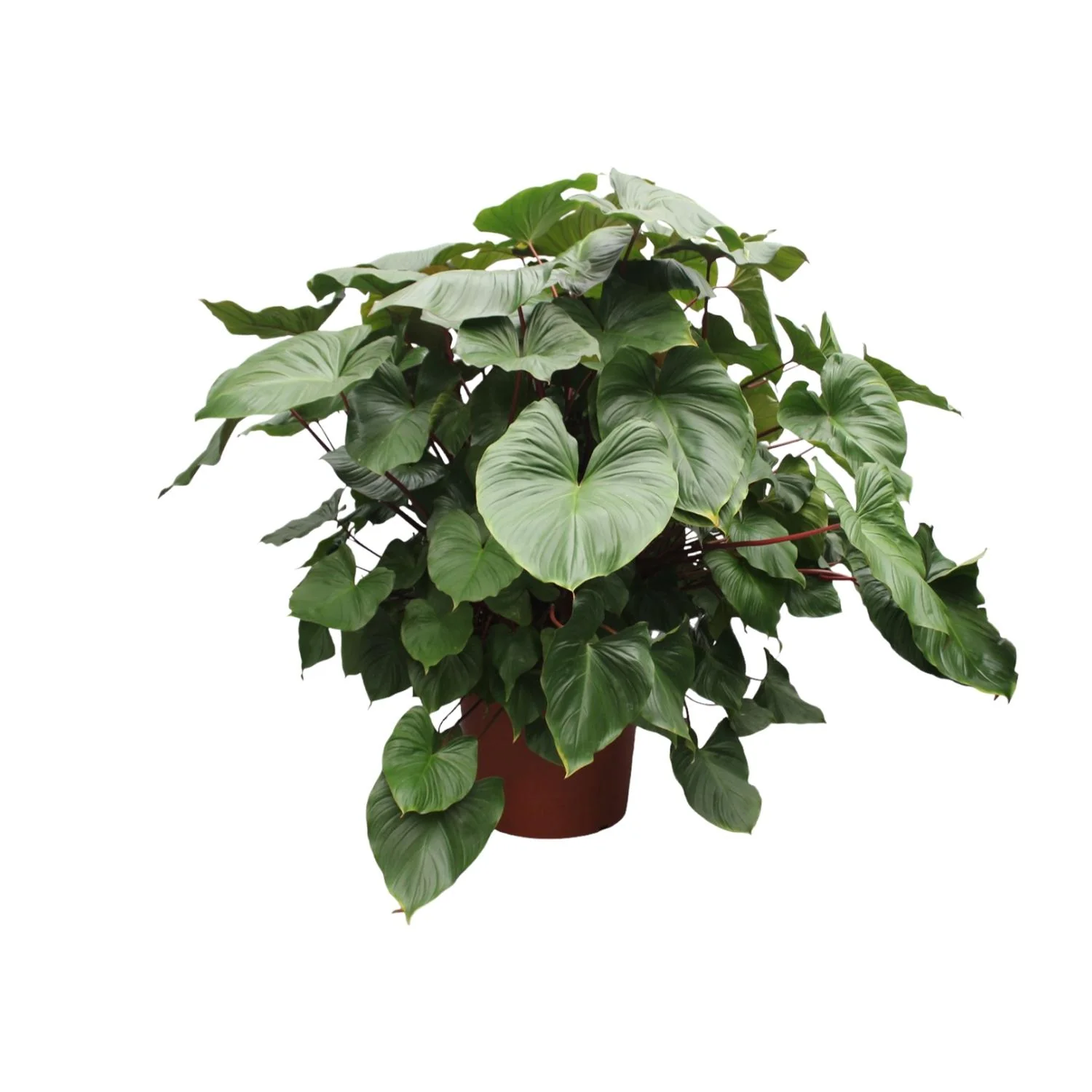 Homalomena Rubescens Maggy - Wohnzimmer