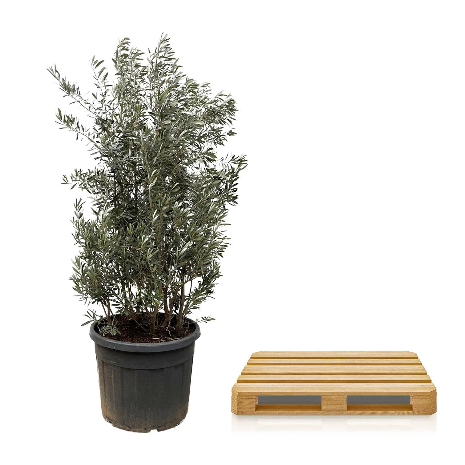 Olea Europaea als Pflanze