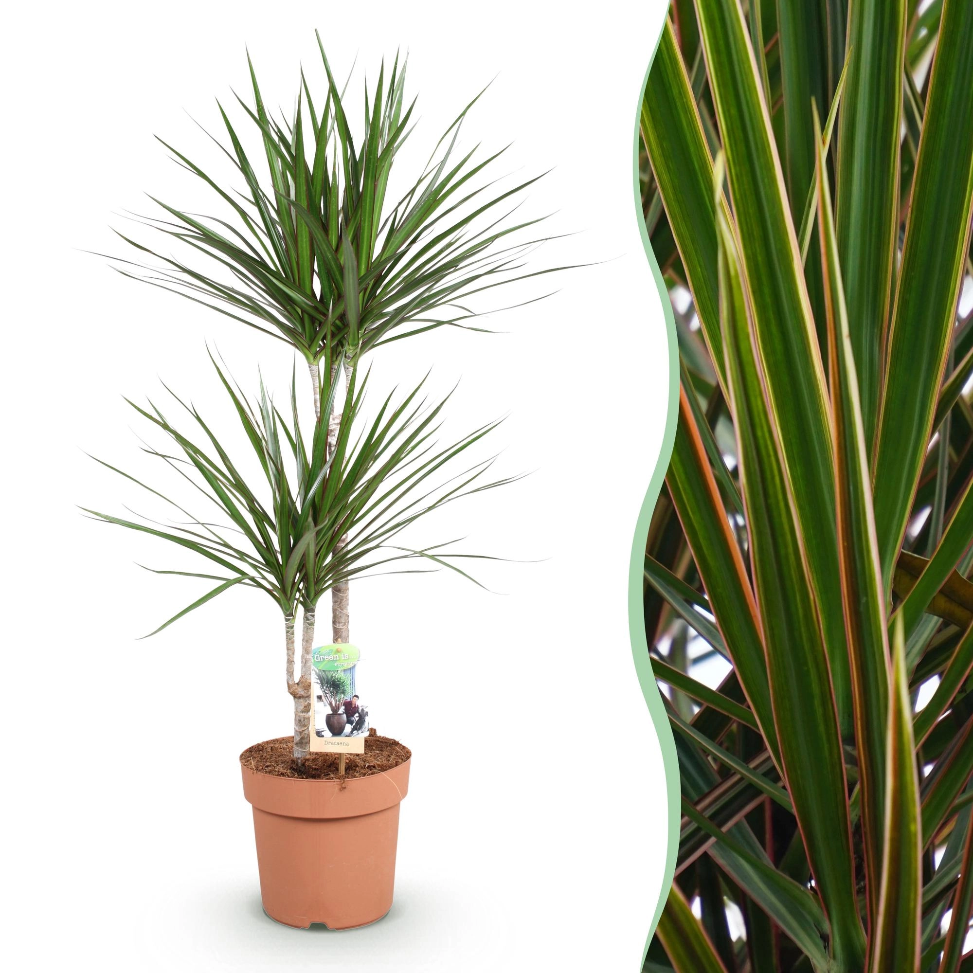 Dracaena Marginata - Pflanze von vorne