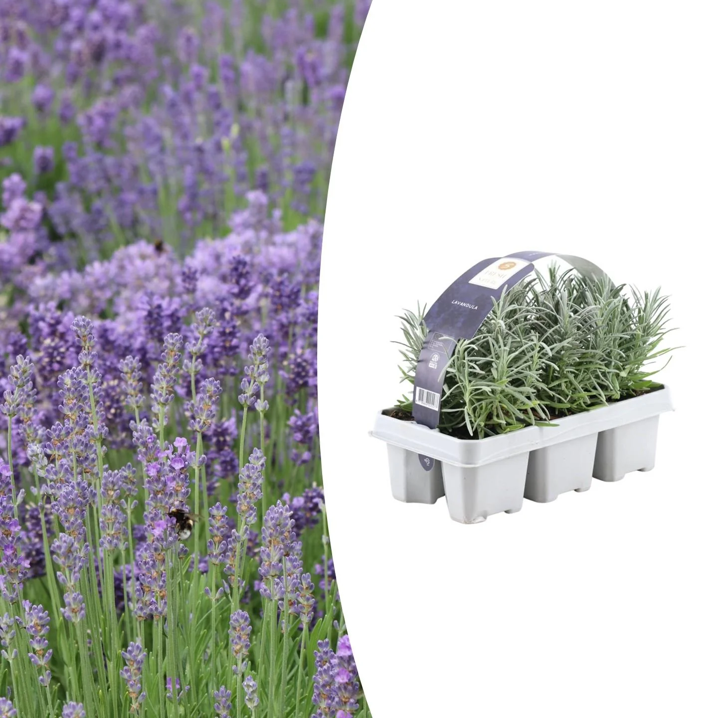 Echter Lavendel mit violetten Blüten