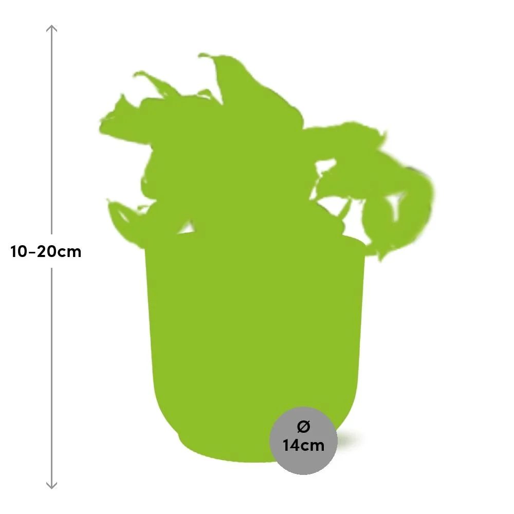 Epipremnum Happy Leaf Umgebung